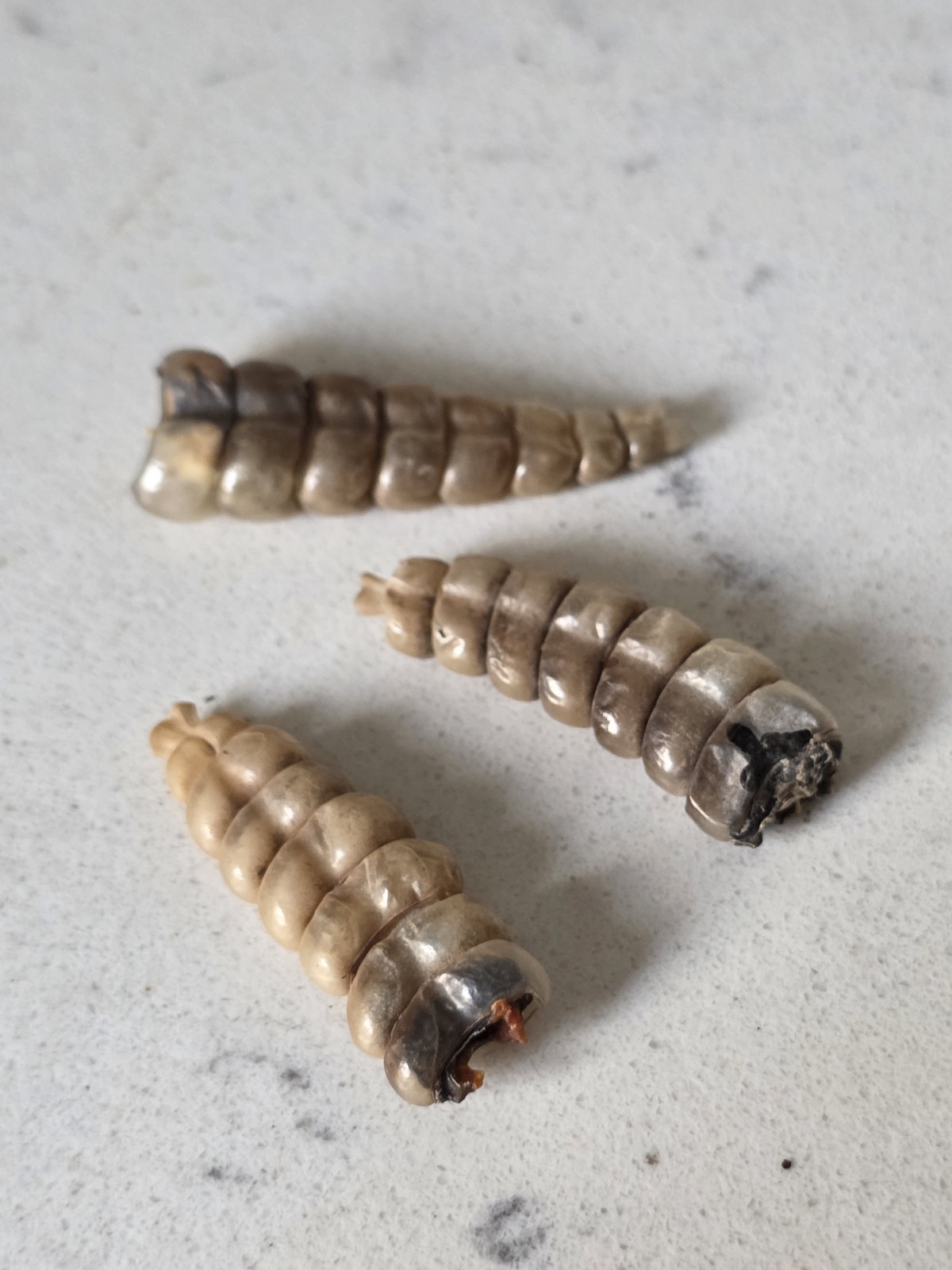 3 Medium Rattlesnake Rattles Taxidermy Diamondback Sidewinder