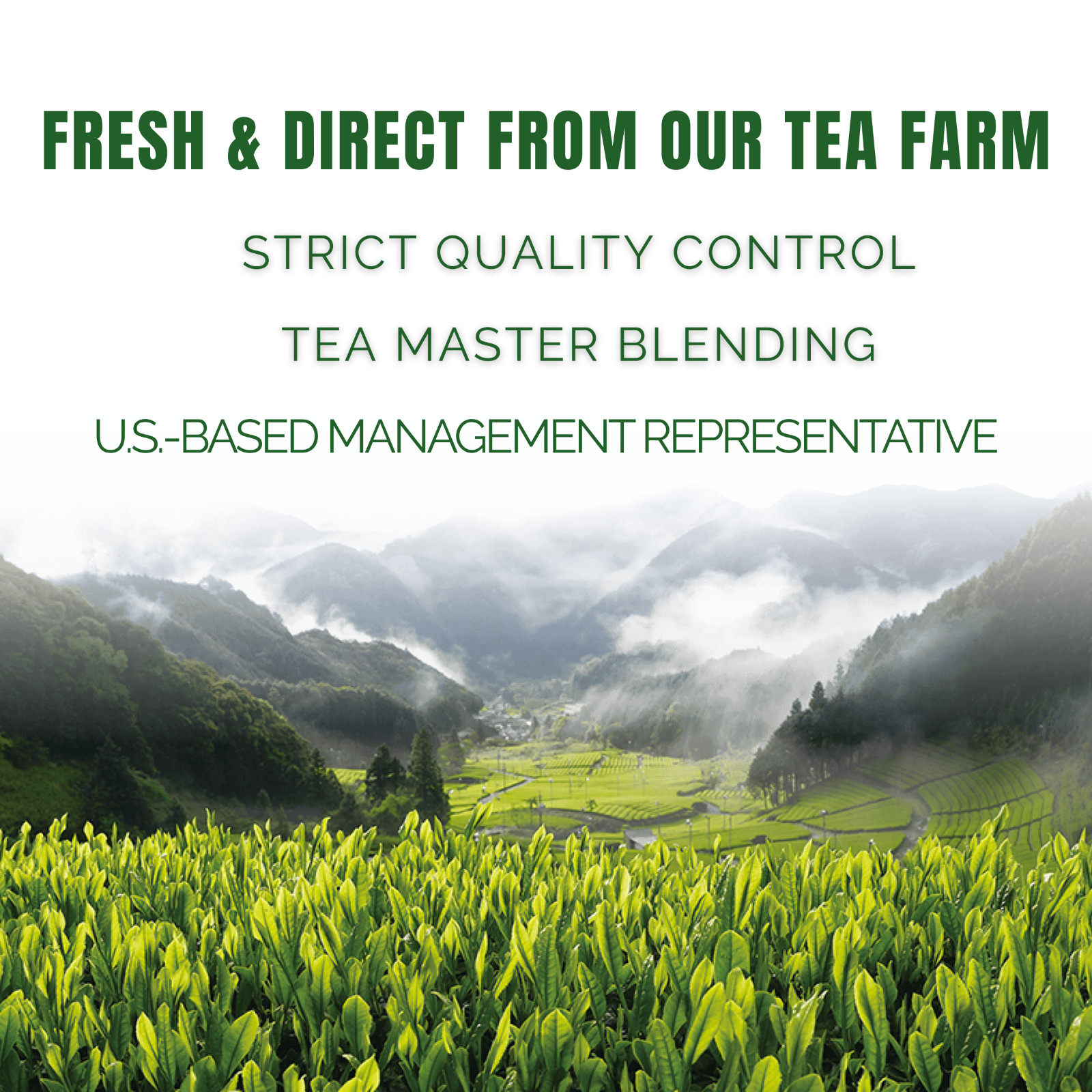 Ceremonial Matcha 50g SAMPLE- JAPAN - 100% First Flush Spring Harvested