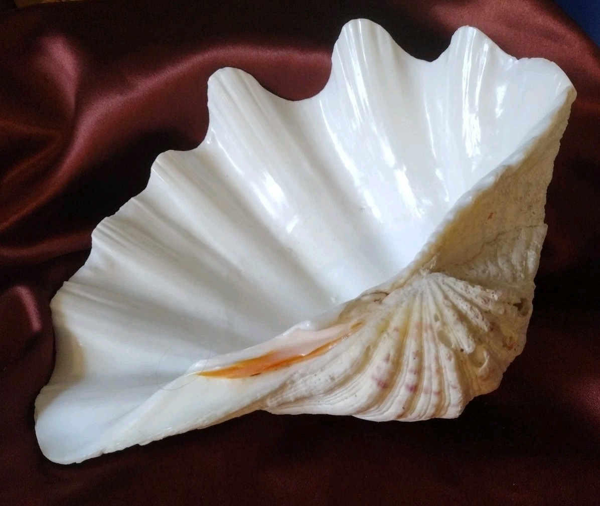 Vtg REAL 1980's Natural Sea Clam Shell Display Decor Crafting Collector 3lbs+