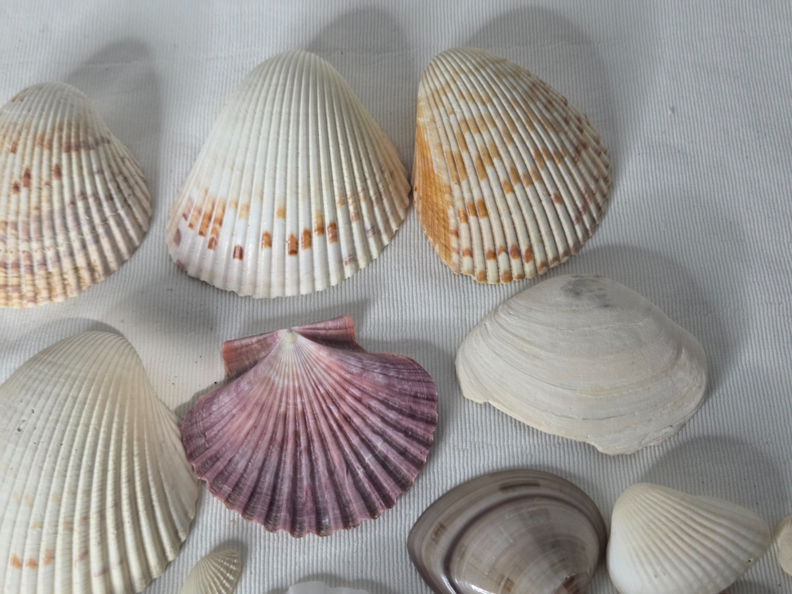 Lot of 32 Clam Scallop Shells Various Sizes from 1"- 4'' Natural Seashells