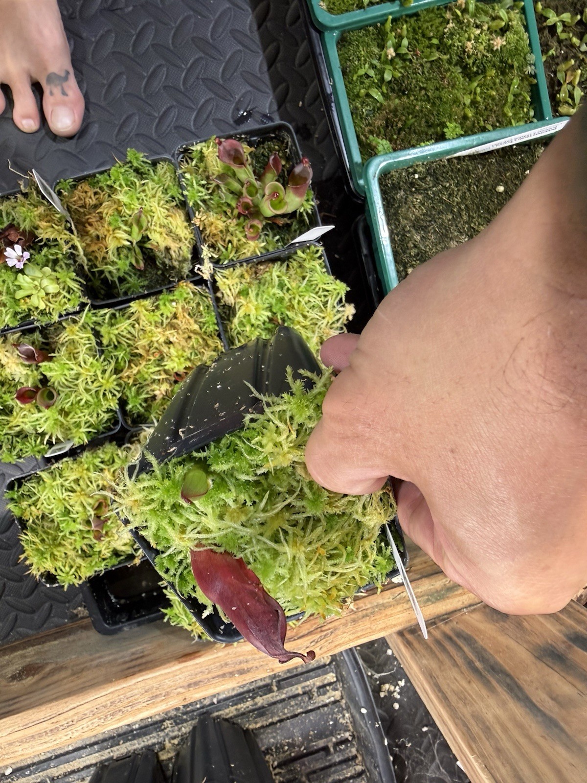 Heliamphora Minor X Cherry Top