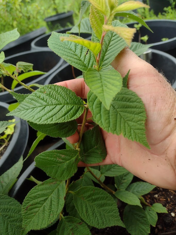 1 DORMANT Nanking Cheropugy bush cherry, rooted plant. Zones 4-8 Prunus tomentos