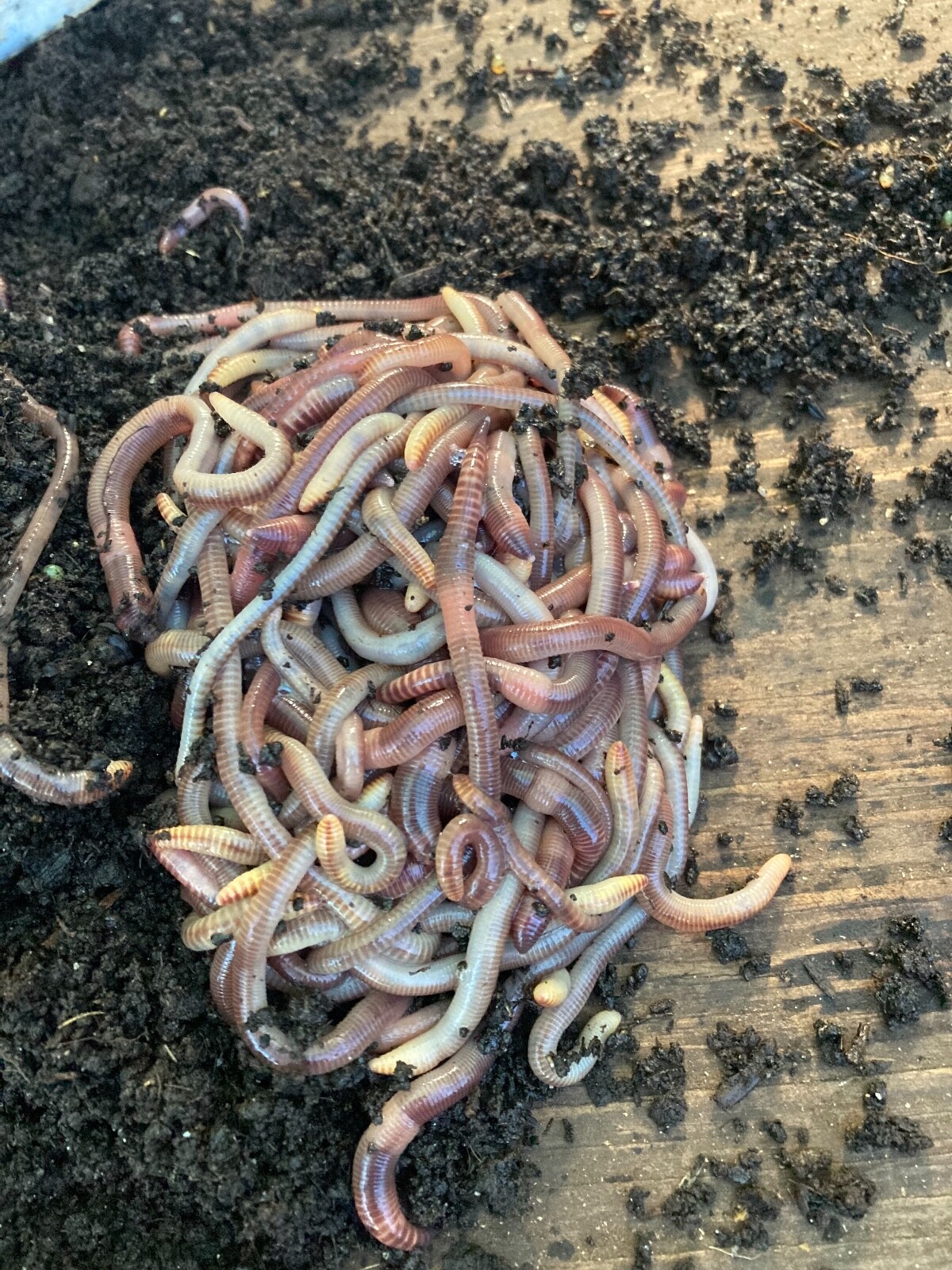 1/2 Lb European Nightcrawlers Compost worms