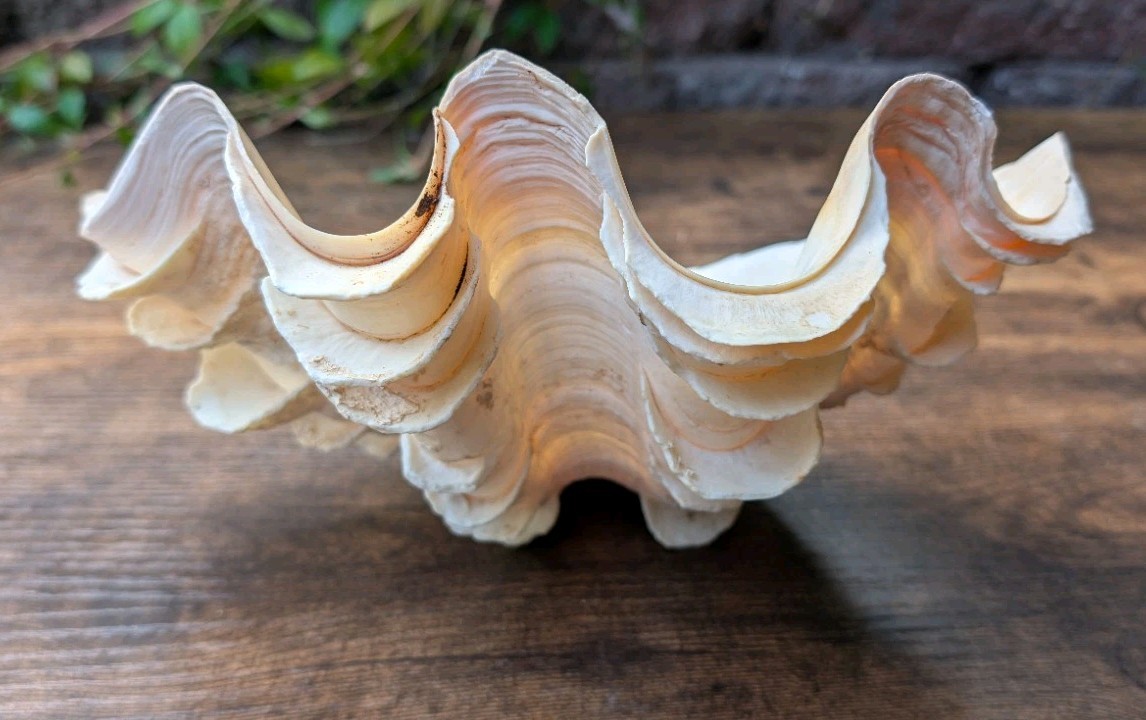 Large TRIDACNA SQUAMOSA Fluted Giant Clam Shell HALF 9x 6" Pink Tones. Beautiful
