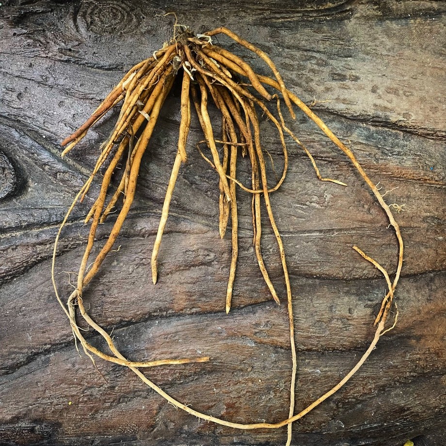 20 Jersey Giant Asparagus Roots - Asparagus officinalis - Bare Root