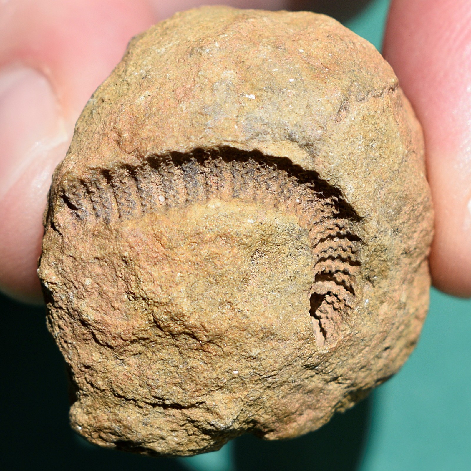 Crinoid, Myelodactylus sp.: Bolivia devonian crinoid fossil