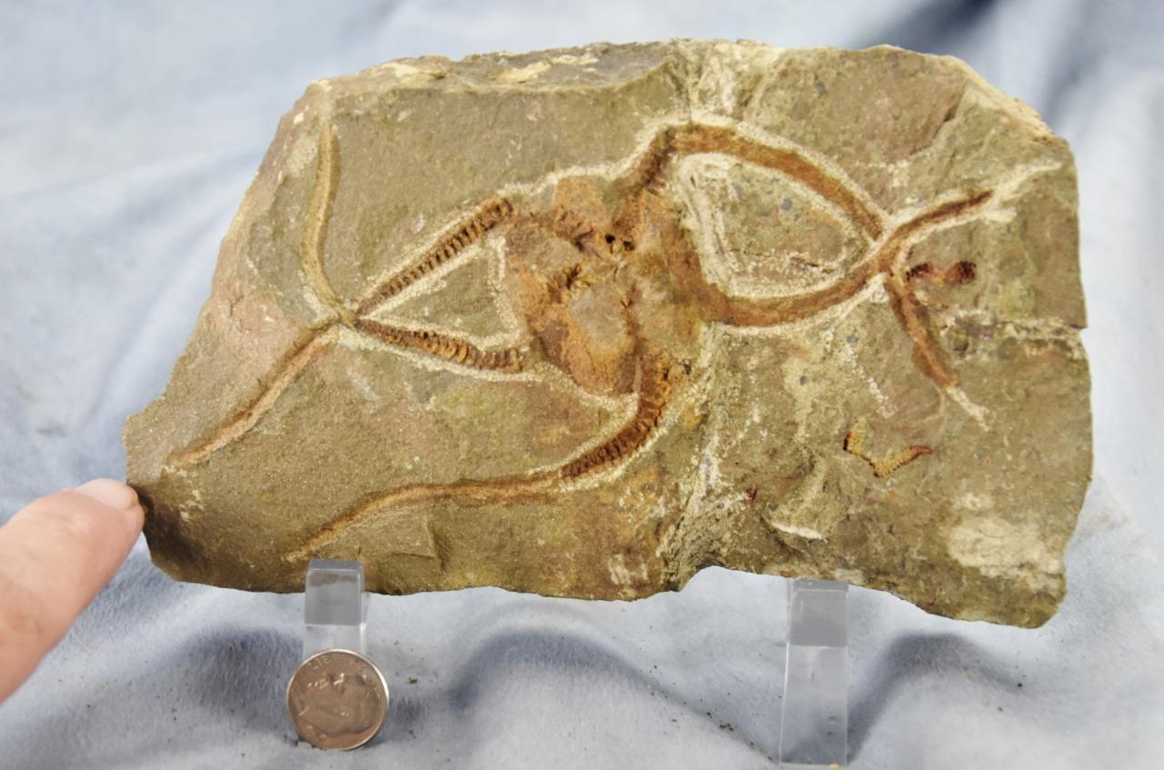 Brittle Star Starfish 450myo FOSSIL 274mm GEOCOMA CORINATA 6.5" 165mm 5019bb