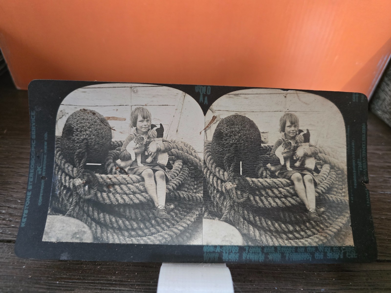 Tonia and Ettore onthe way to Cape Town make friends with Tomasso the ship's cat