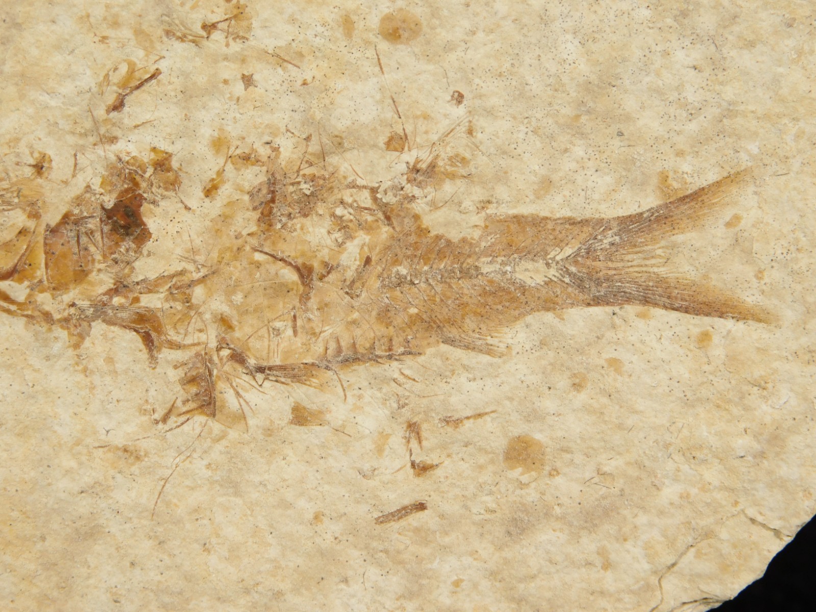 TWO! 50 Million Year Old EXPLODED Knightia Fry FISH Fossils From Wyoming 66.4gr