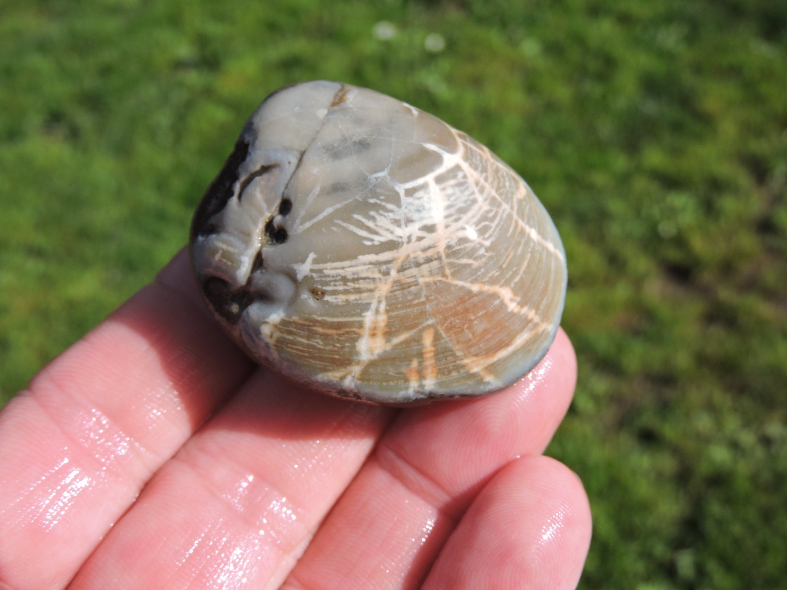 Box of MIXED Pacific Coast CLAM FOSSIL SHELL STONES Anadara, Steinkern ( 4 lb )