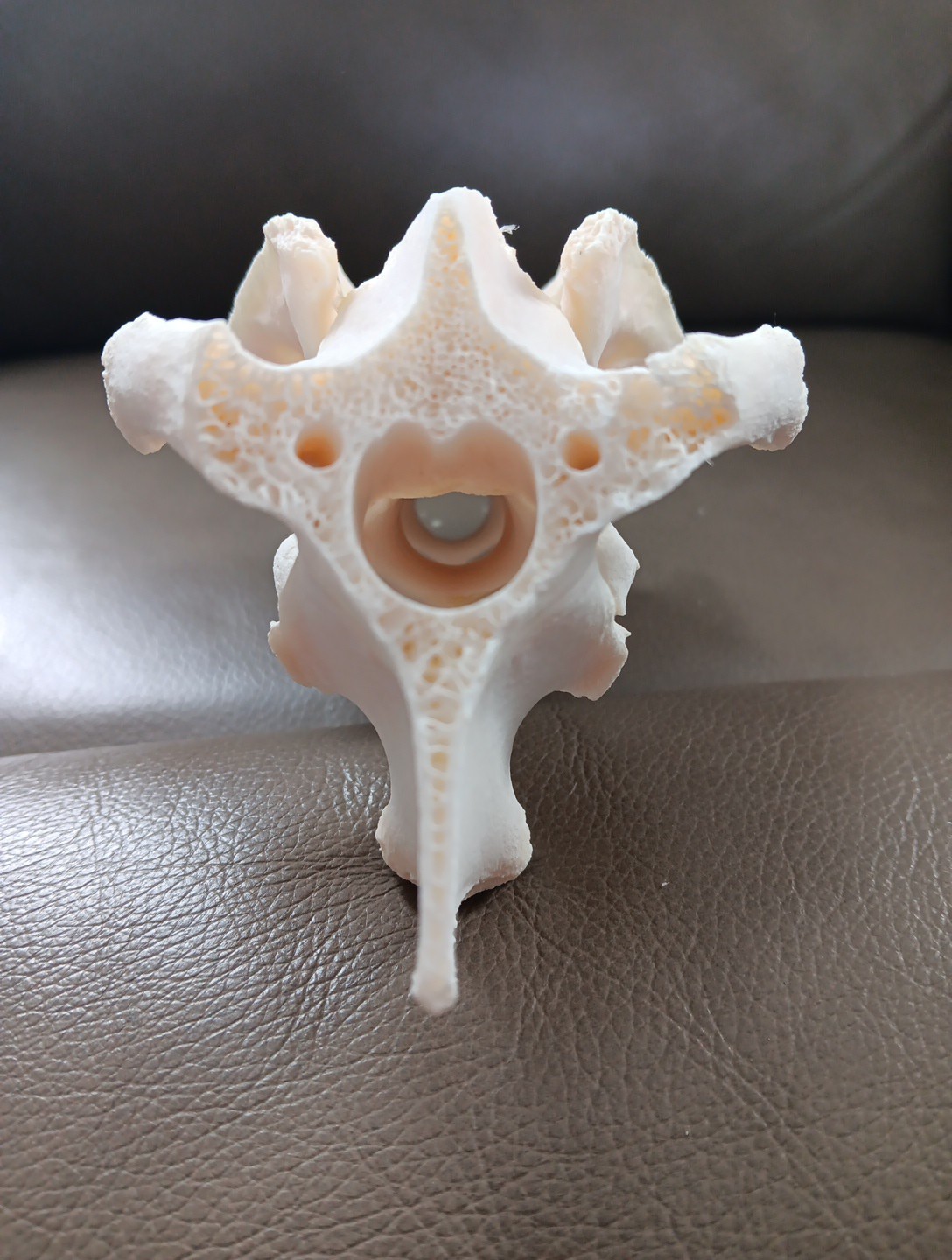 Deer Spine Connected 3 Vertebrae Professionally Cleaned Whitened Taxidermy Buck