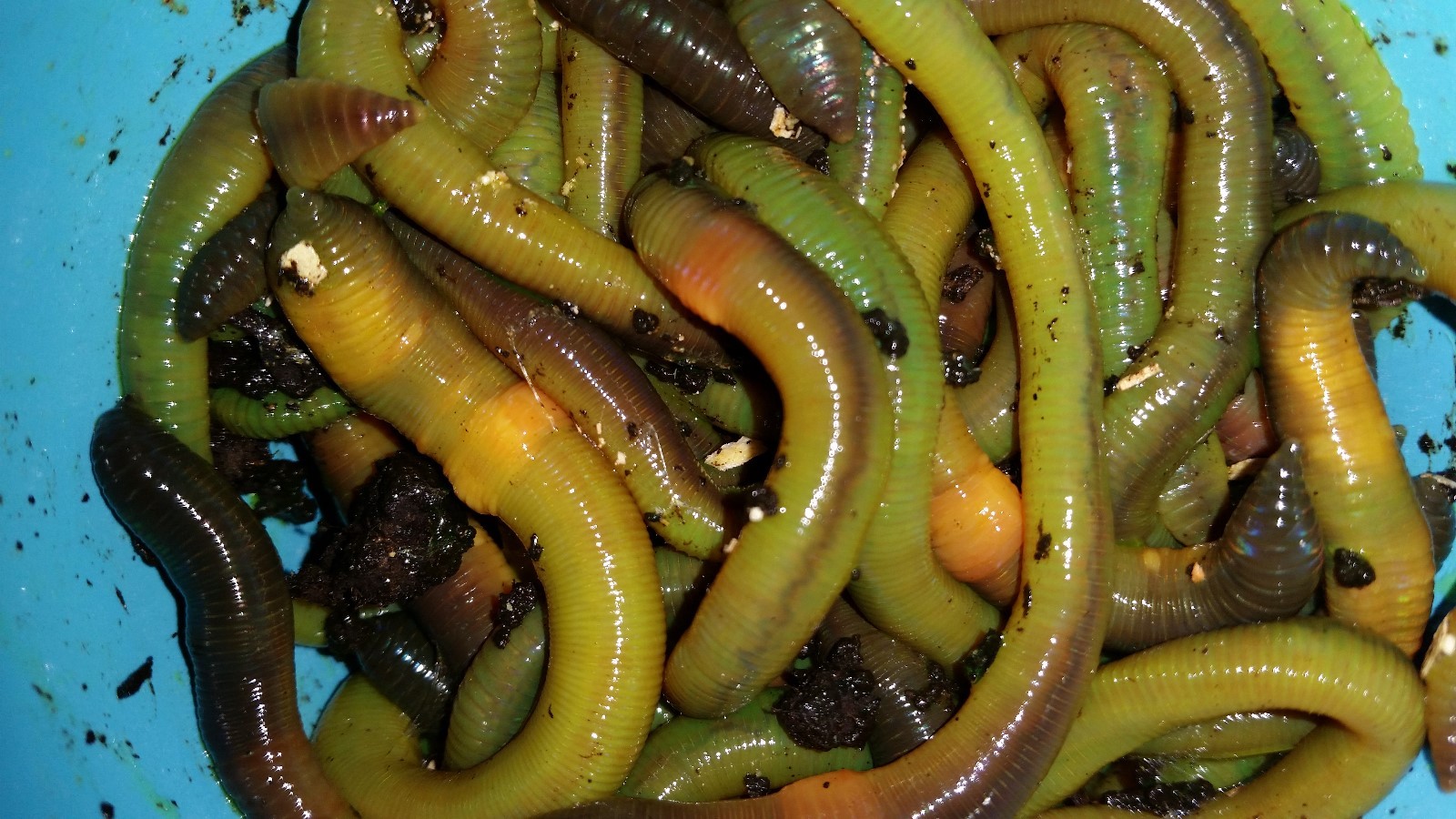 Green Canadian Nightcrawlers Treated with Worm-Glo. Free Shipping