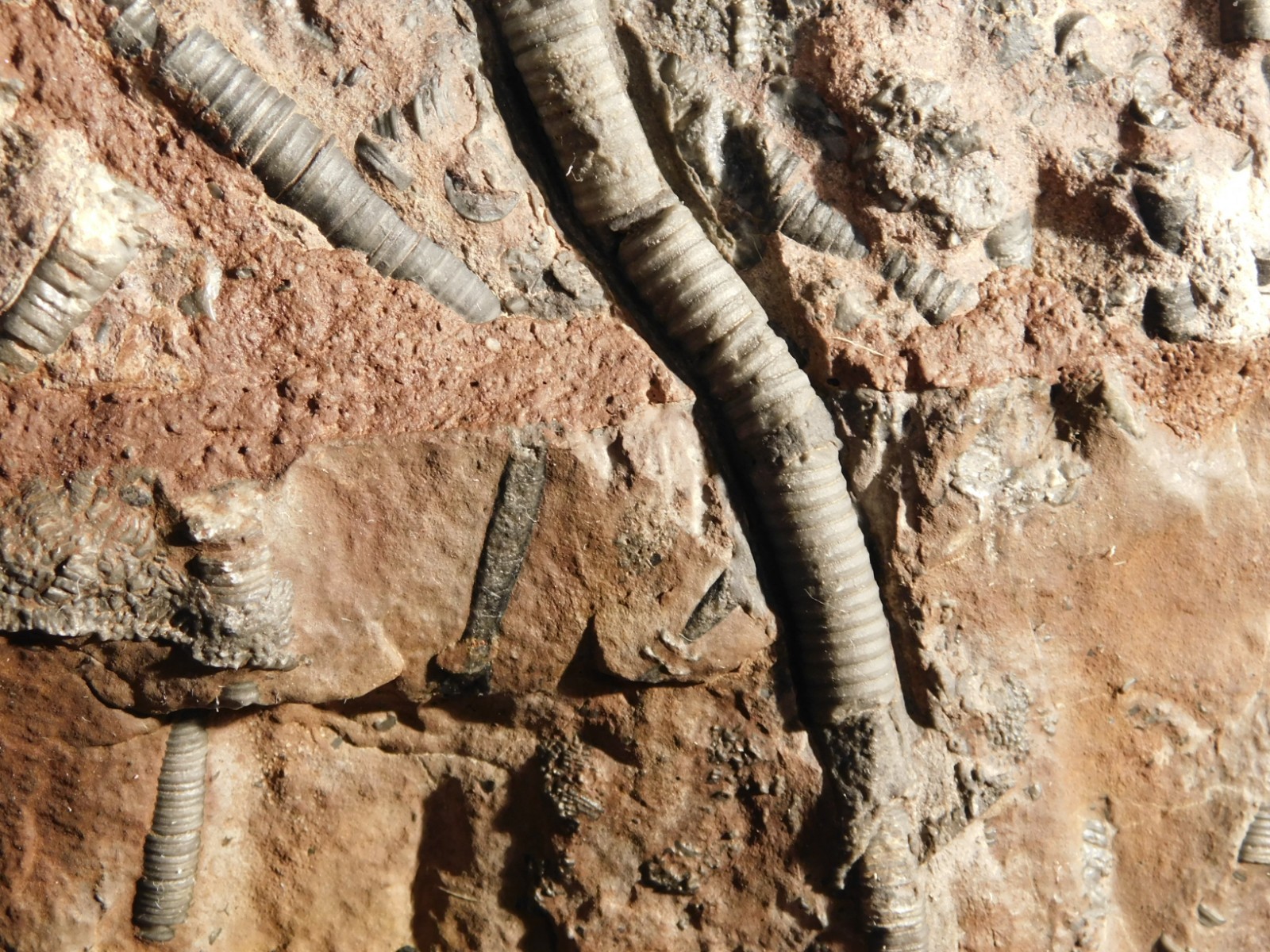 LARGER! 430 Million Year Old! CRINOID Fossil or Sea LILY Fossil Morocco 1221gr