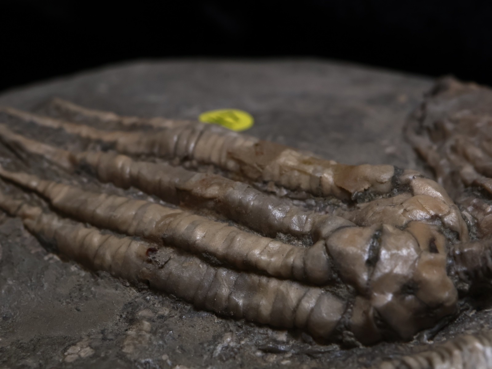 Threaded Fossil Crinoids, Crawfordsville, Indiana
