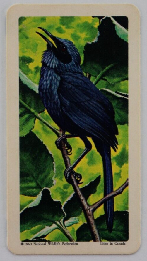 BROOKE BOND TEA BLUEBIRD MOCKINGBIRD TRADING CARD 1963 No38