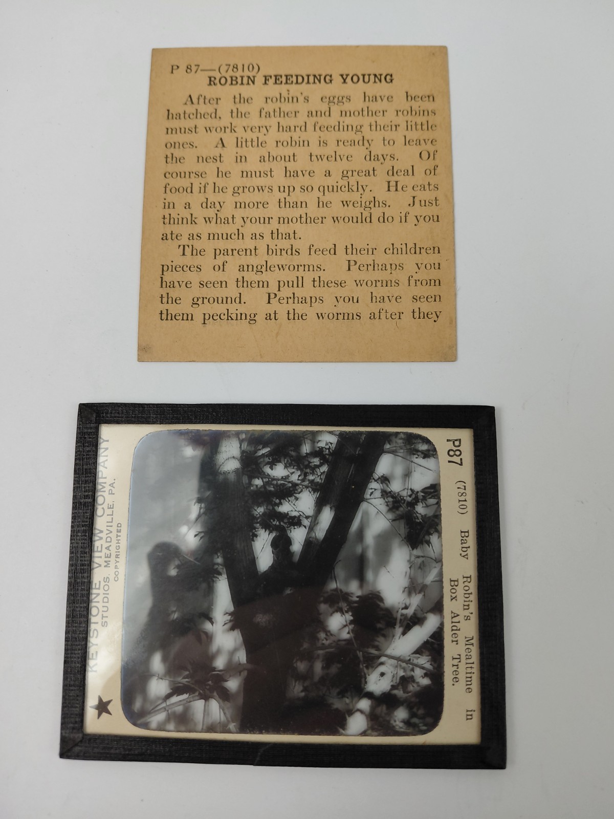 Magic Lantern Glass Slide Photo Keystone P87 Baby Robin's Mealtime In A Tree