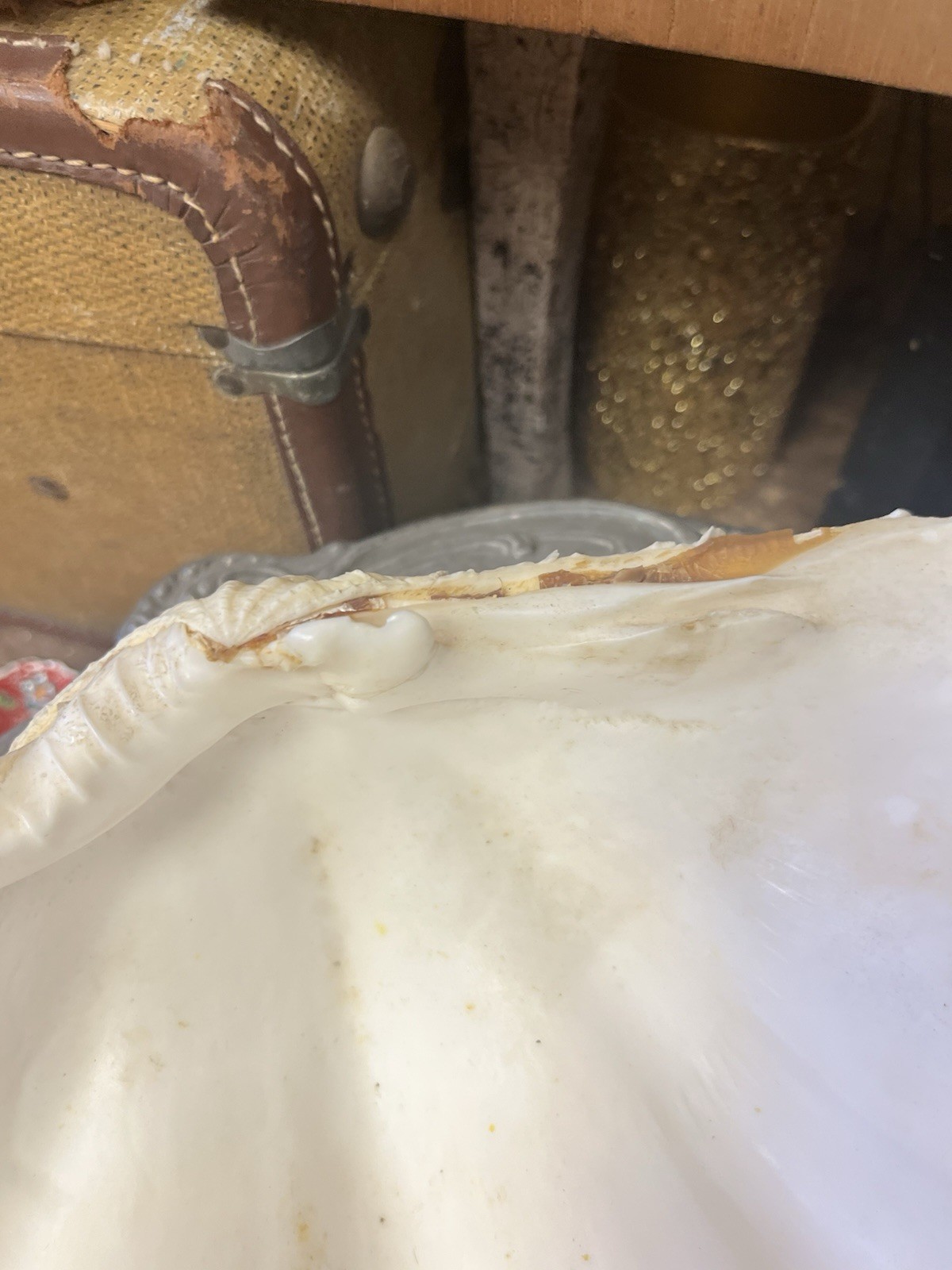 NATURAL REAL GIANT 10” CLAM SHELL SEA SHELL OCEAN SEA Tridacna Gigas