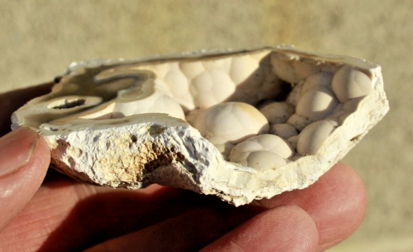 Polished Tampa Bay Fossil Coral Half • 3.0" Long/1.9 oz.
