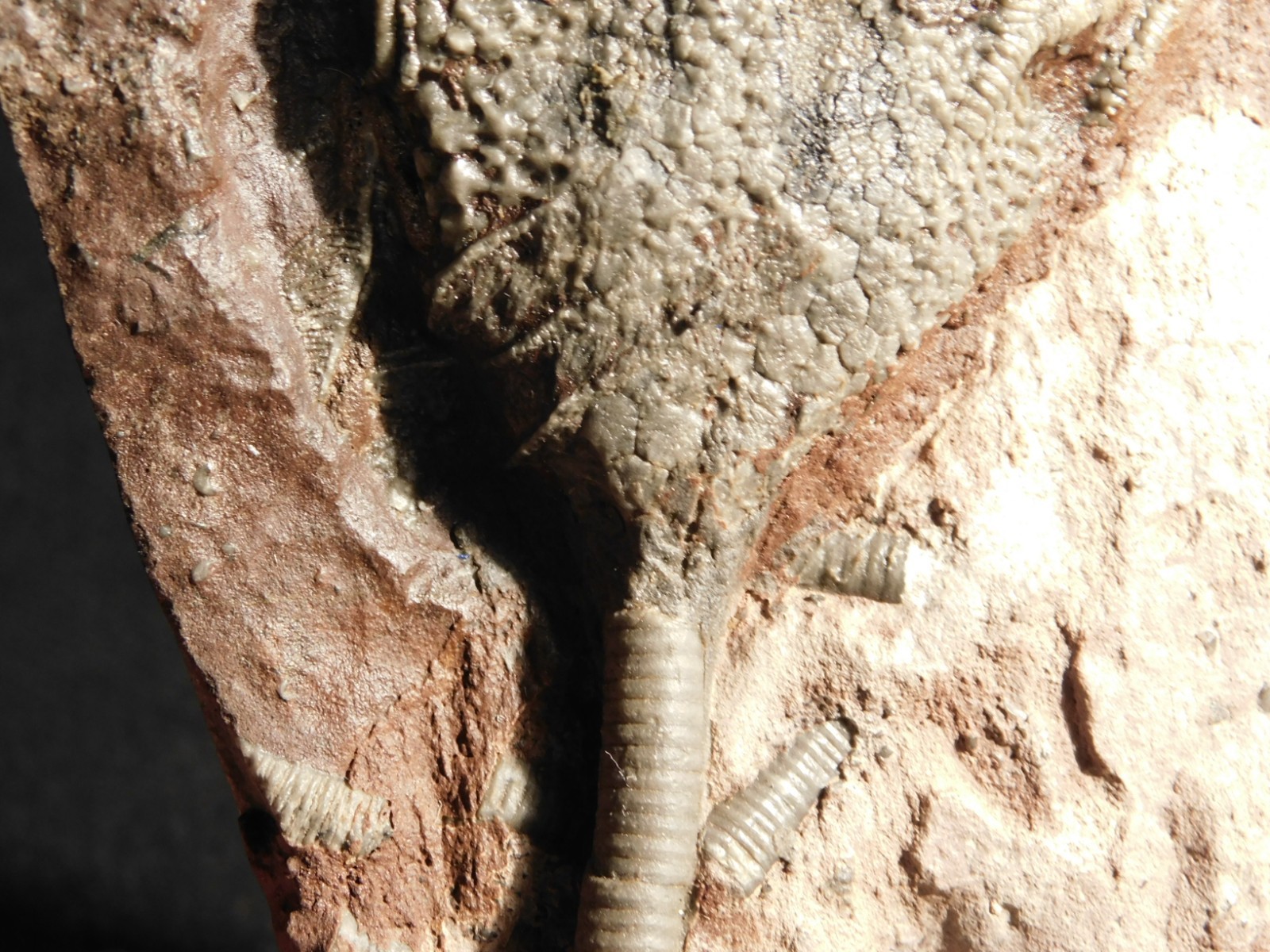 430 Million Year Old! CRINOID Fossil or Sea LILY Fossil Morocco 669gr