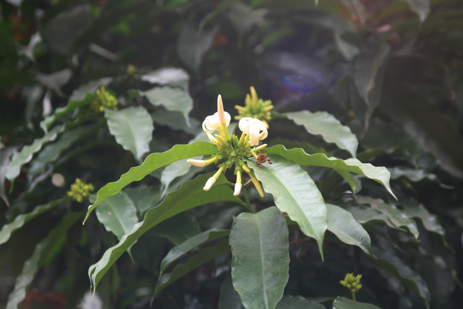 Akuamma seed capsules Picralima nitida extract 20-1 ratio