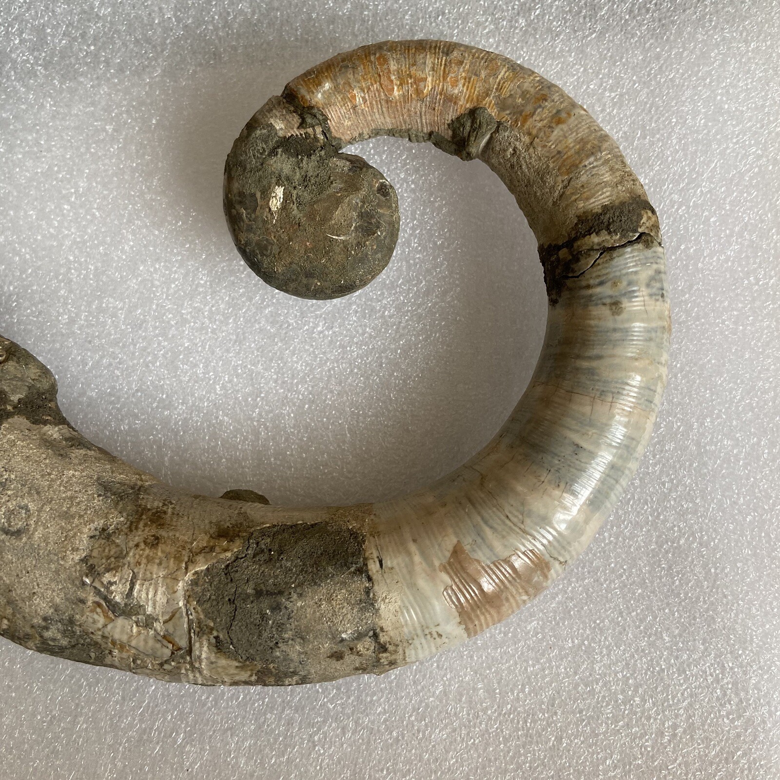 1242g215mm Big Repaired Ancyloceras Ammonite Fossil Sutures Crystal Display Mad