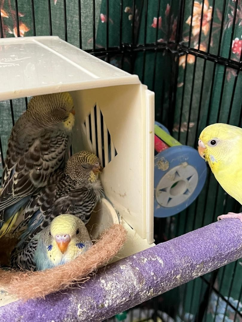 Plastic Canary Nest Box Hanging Bird Breeding House for Finch Parakeet