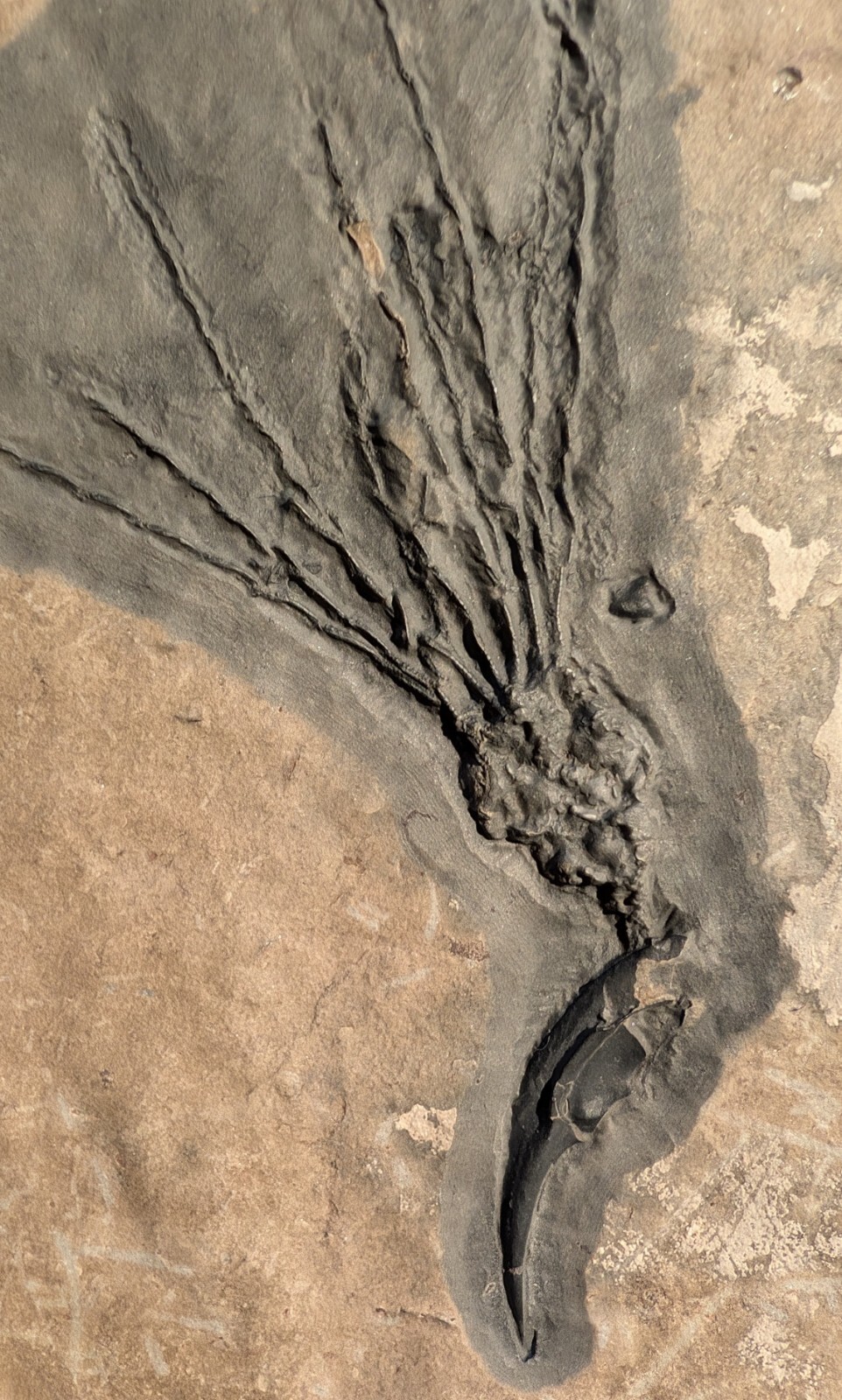 Gogia granulosa Fossil Wheeler/Marjum Formation, Utah Cambrian Proto-echinoderm