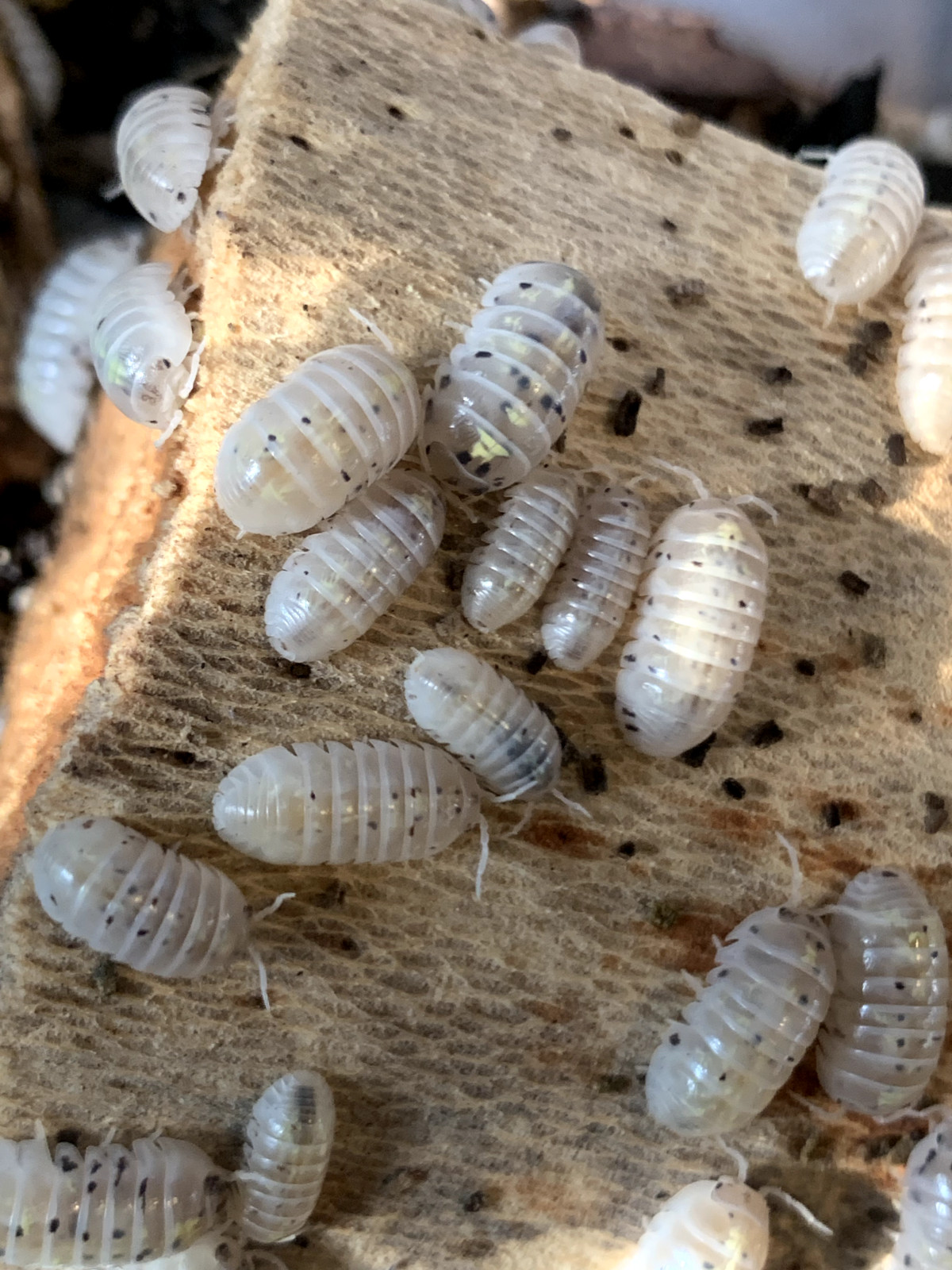 10+ Magic Potion isopods + Free Priority Shipping!