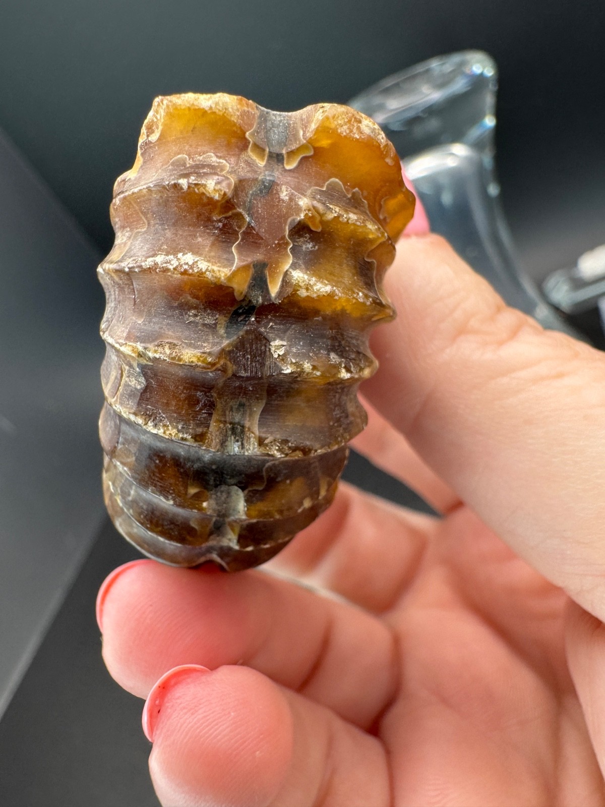 6221 Ribbed Ammonite Fossil with Nice Pattern Madagascar 54g