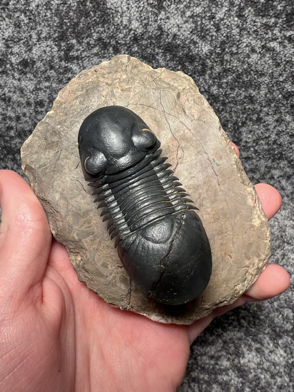 Paralejurus Trilobite Fossil – Flying Preparation with Rare Yellow Eyes