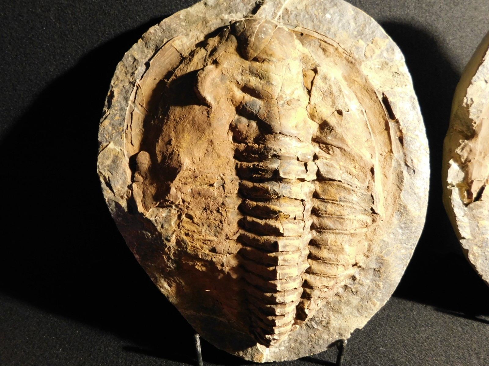 HUGE! 530 Million Year OLD! Andalusiana Trilobite Fossil Anif Morocco 3933gr