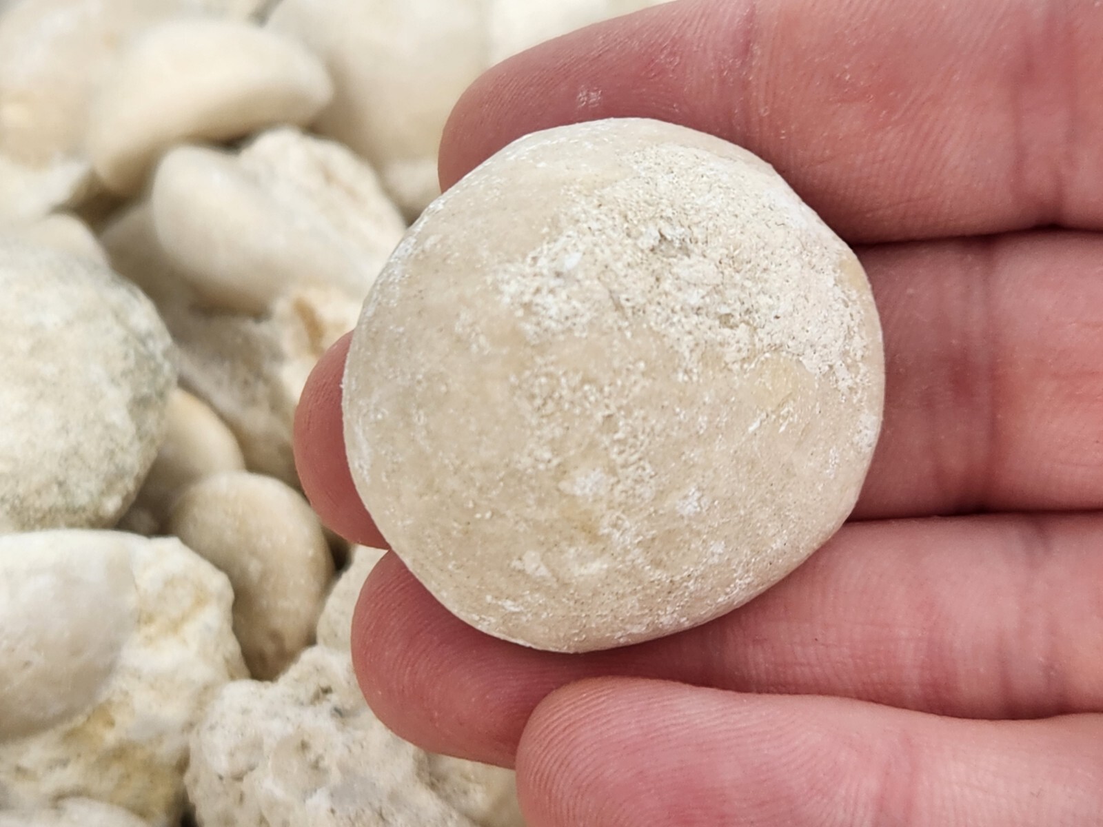 Fossil Sea Urchin (Echinoid) - Florida - 1 Per Purchase - Matrix/Free Standing