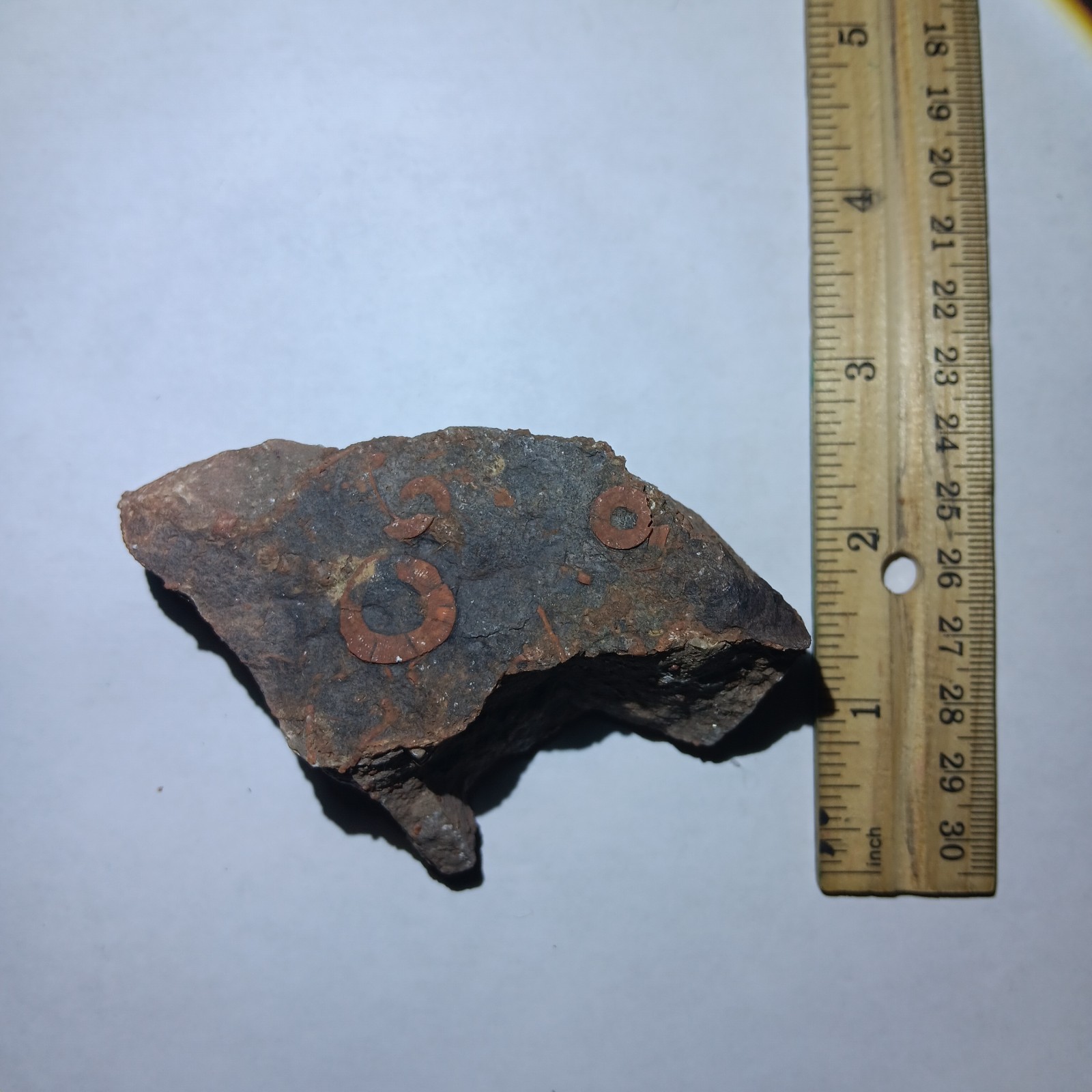 Rare Crinoid Fossil Stem Segments and Imprints,3 In, Miniturn Formation Colorado