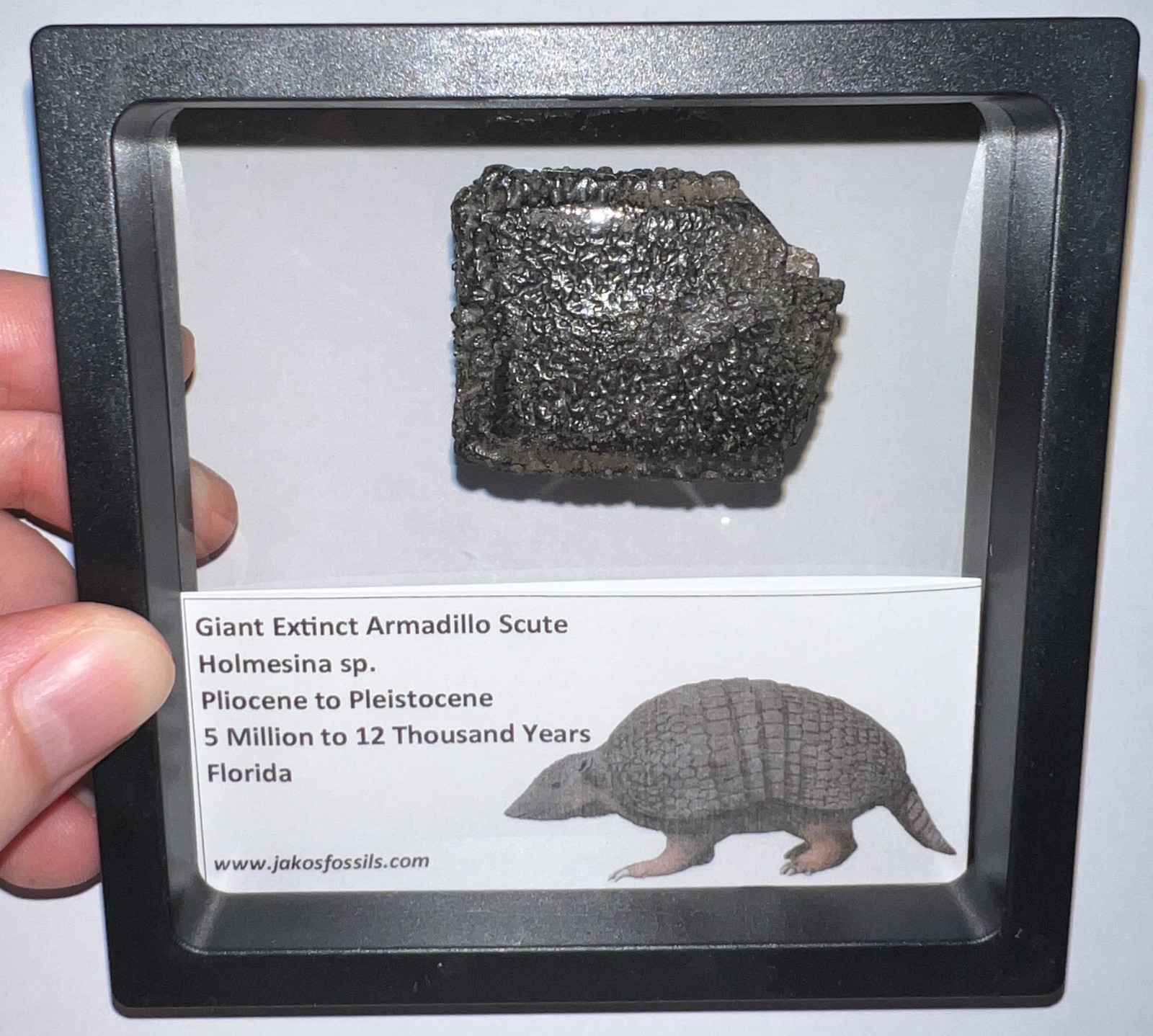 RARE Ice Age Fossil HOLMESINA GIANT ARMADILLO Scute Bone Armor Lot ONE PER ORDER