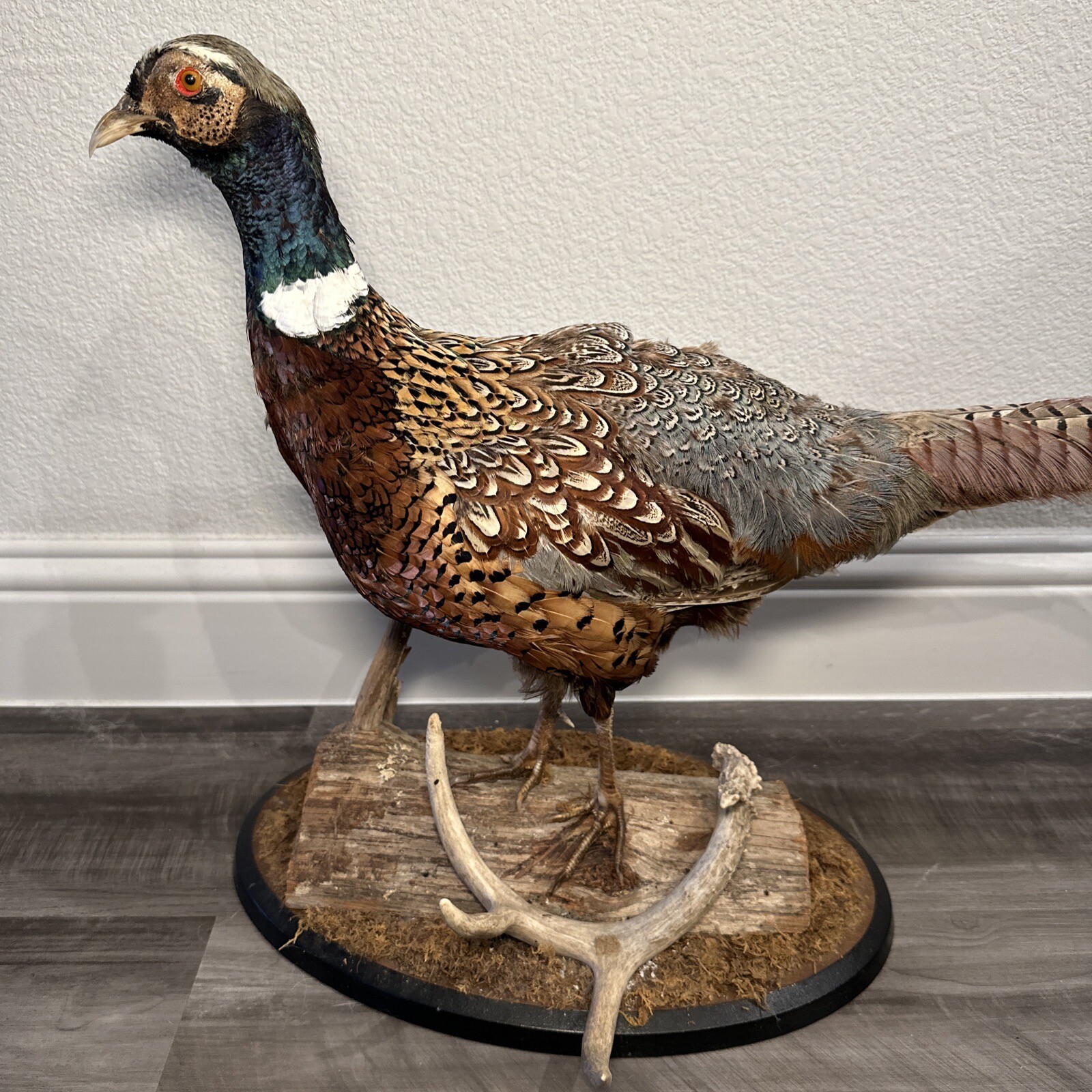 Pheasant Ring Neck Taxidermy Table / Shelf Display Mount