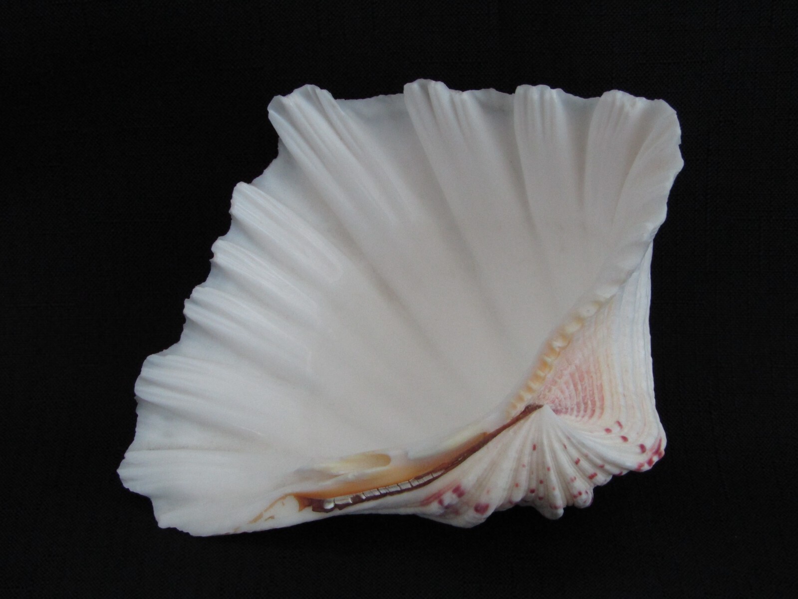 Genuine Bear Paw Hippopus Clam 6.5" x 5.5" Seashell EUC