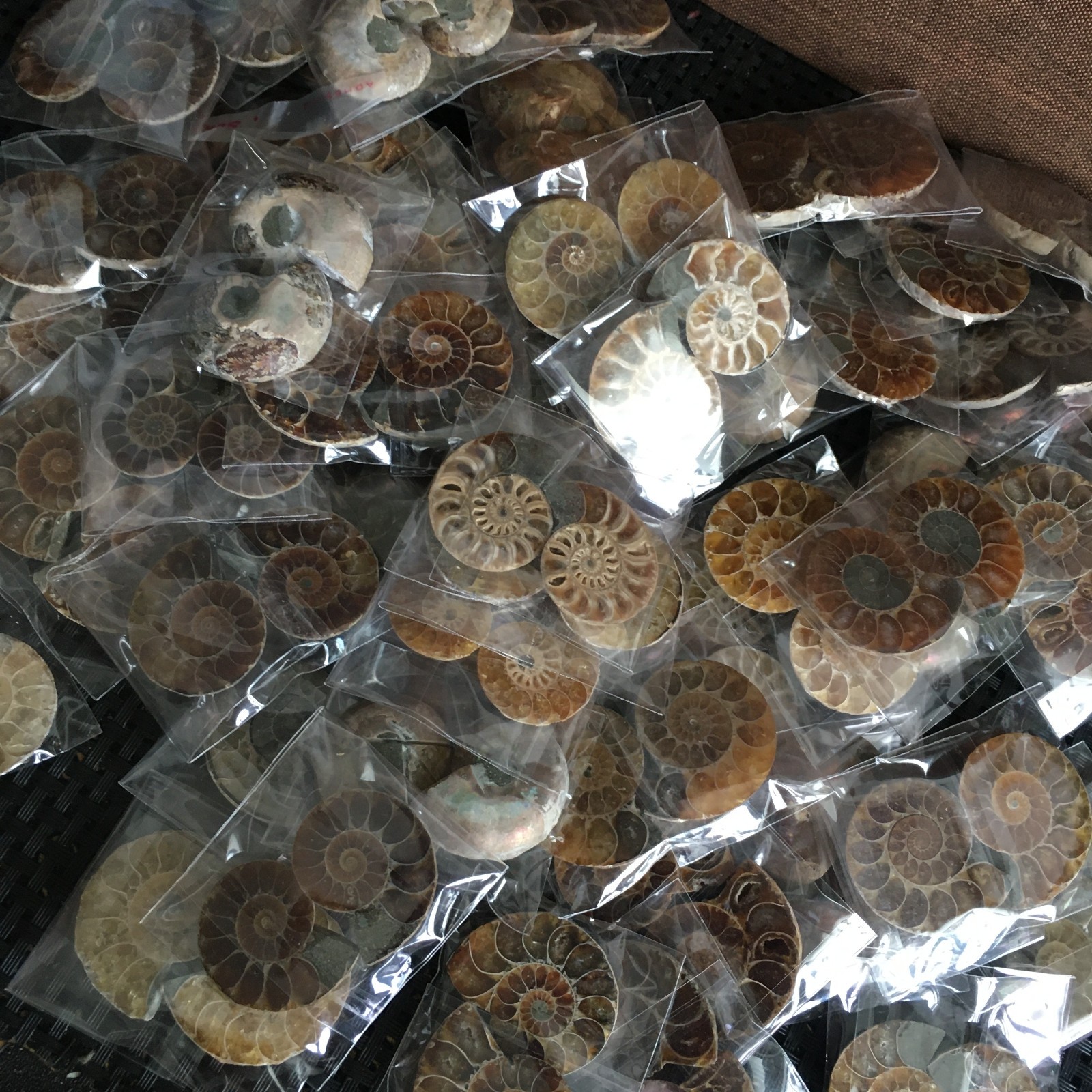 100 pair of Split Ammonite Specimen Shell Healing Madagascar 01