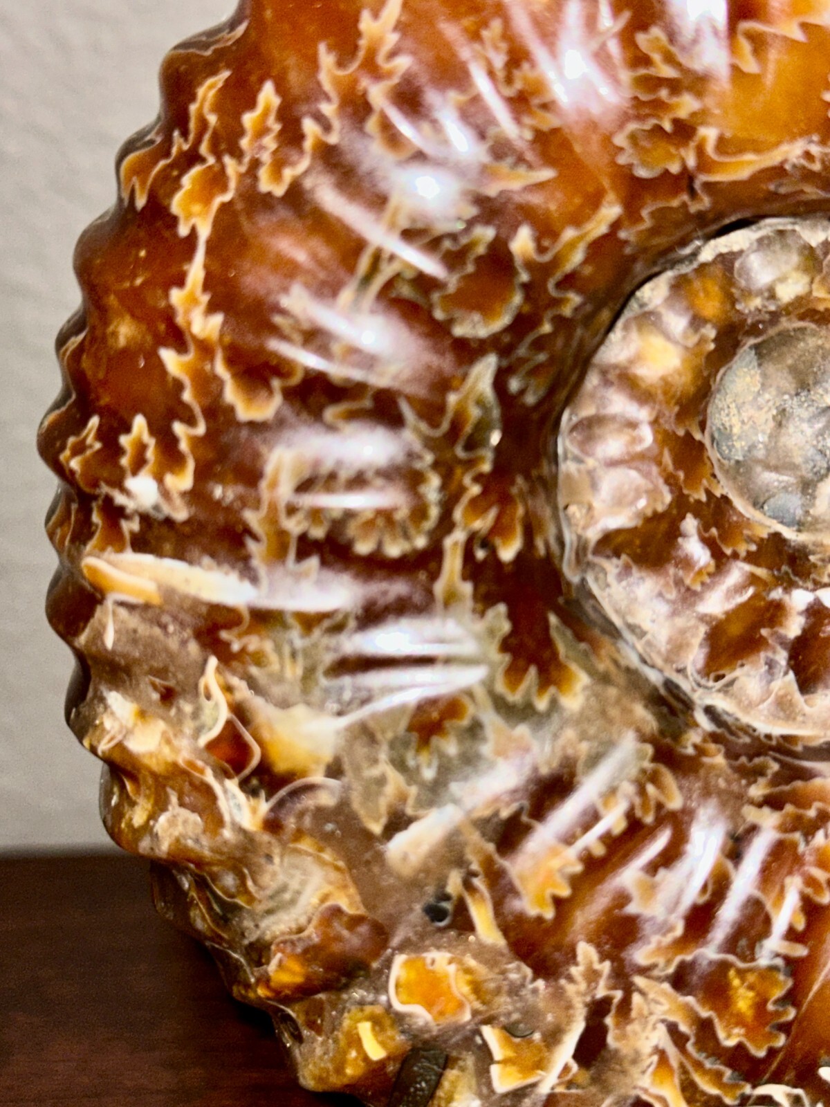 Rare Beautiful "Goat Horn" Ammonite Fossil 3 lb. 5.8 oz. 1526 grams #58