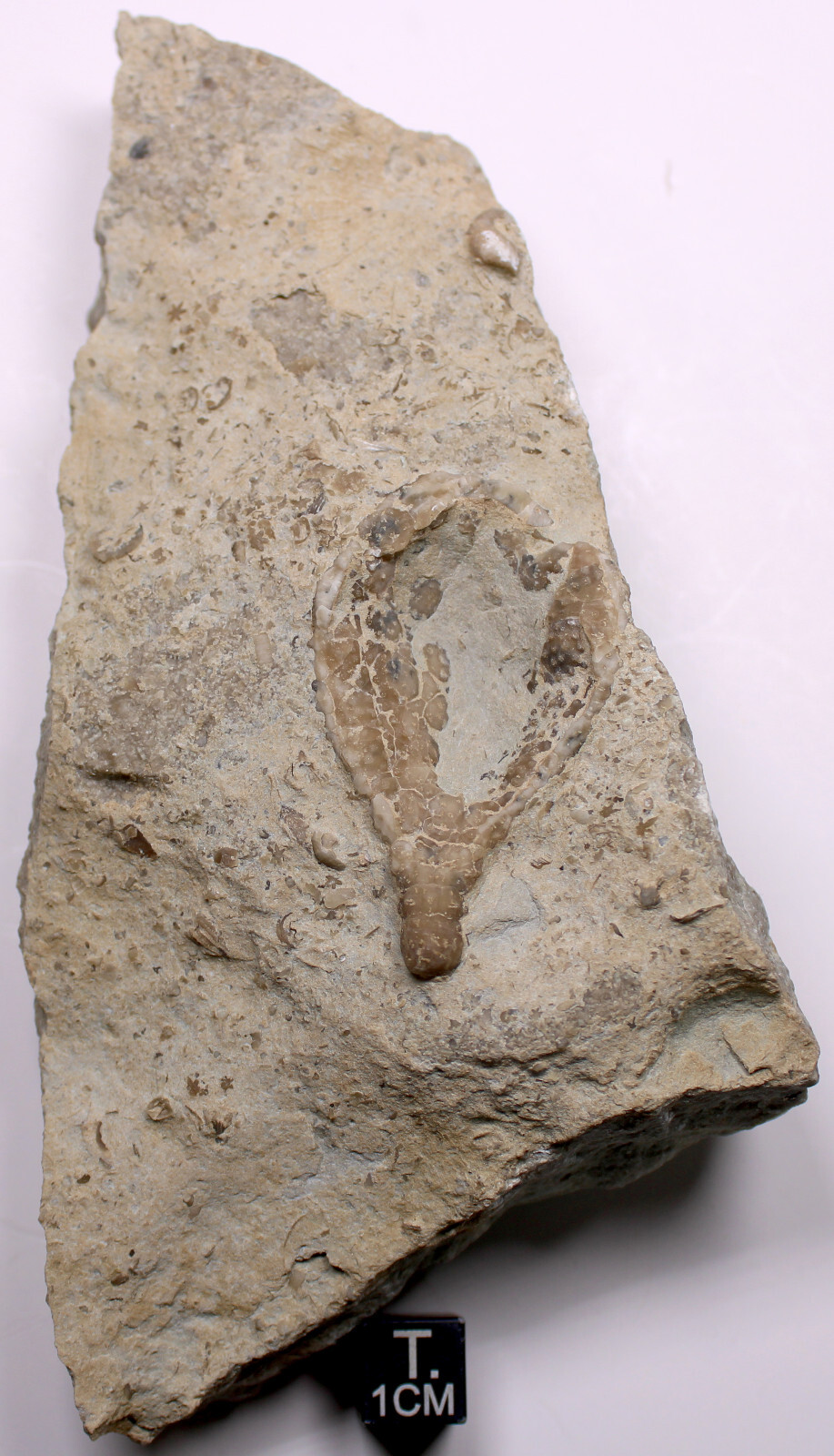 Holocystites scutellatus Silurian Cystoid Fossil Indiana Massie Shale