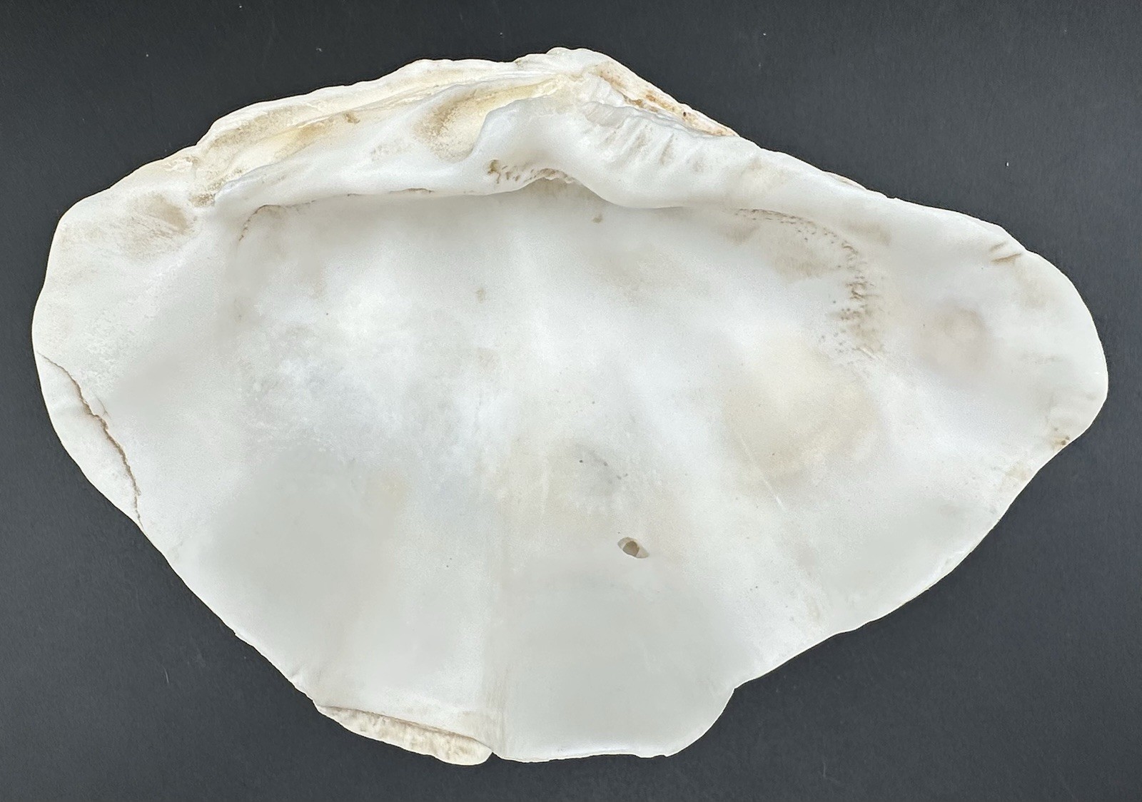 Giant Clam Sea Shell Tridacna Gigas 8 by 5 1/4 Inch Scalloped Natural 610 Grams