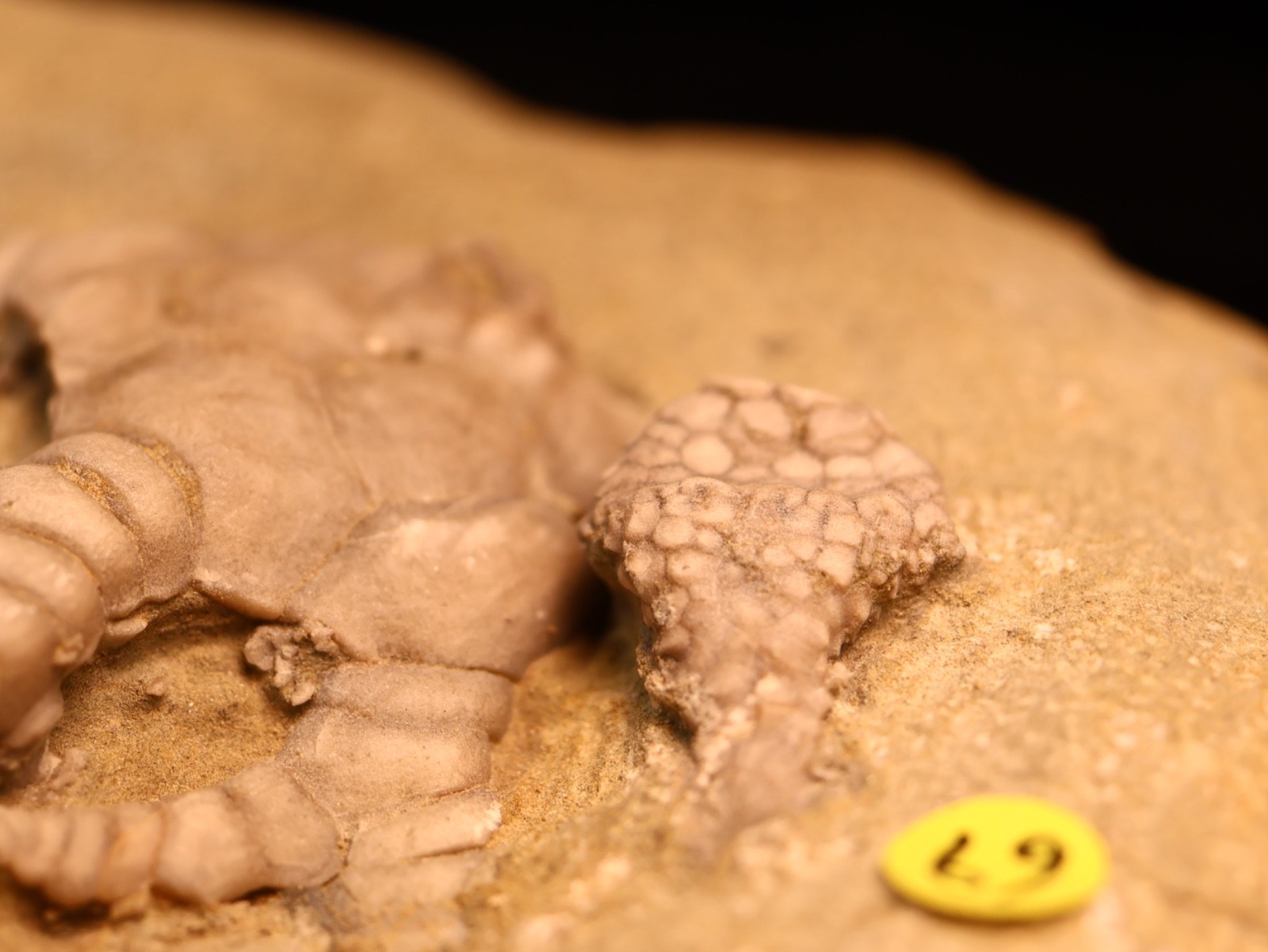 Vortex of Fossil Crinoids, Crawfordsville, IN