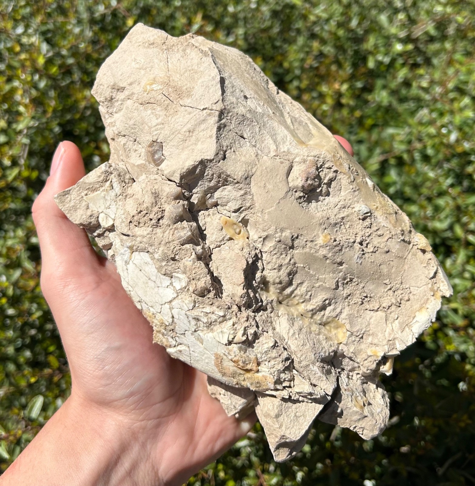 Fossil Oreodont Skull White River Oligocene Mammal Burke Formation Nebraska