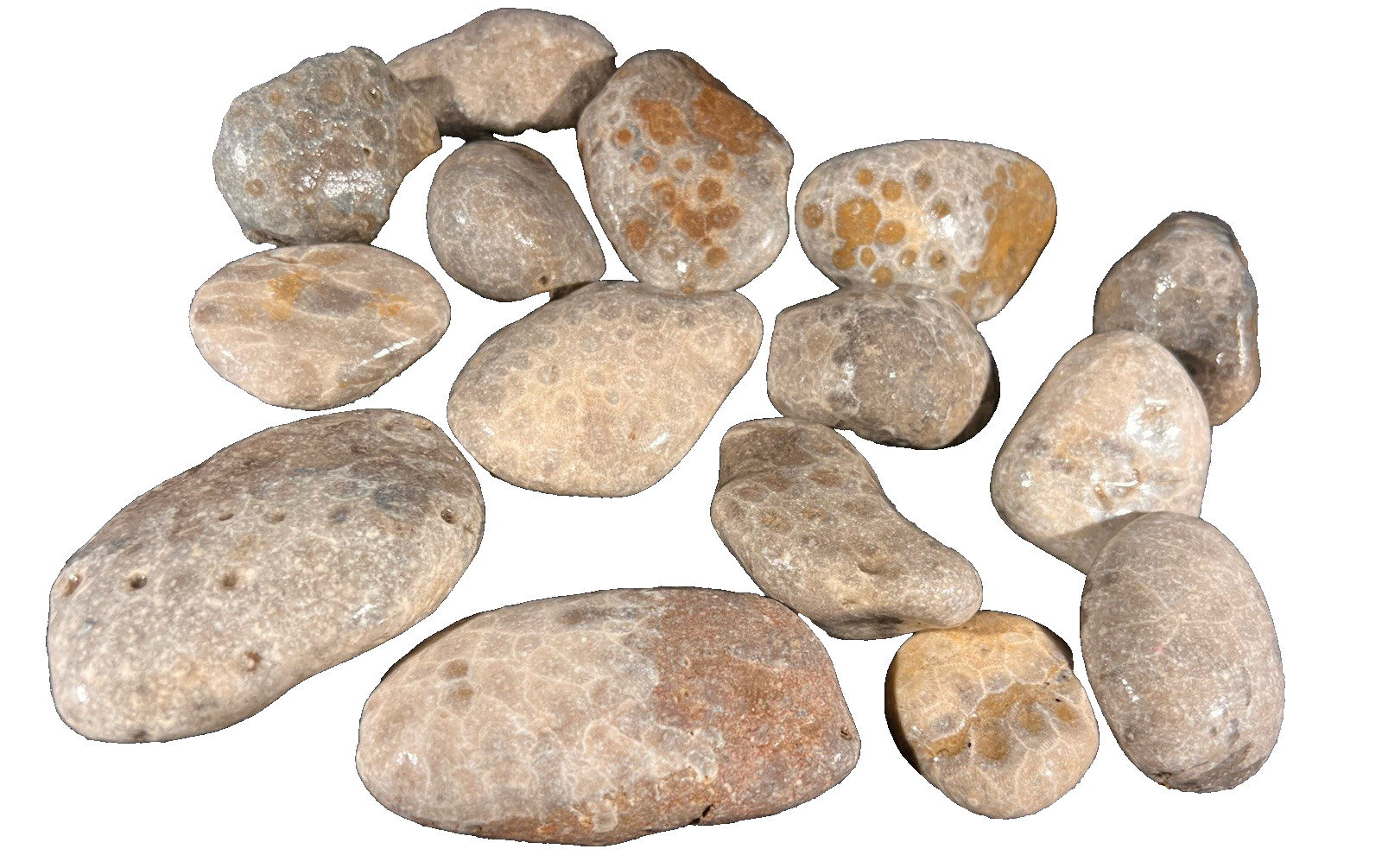 Parsley Stone Rough 3 lb 13 oz 15 in lot Michigan, good hexagonal patterns