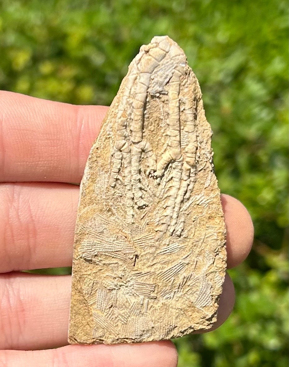 NICE Fossil Crinoid in Matrix Aphelecrinus Alabama Bangor Limestone Formation