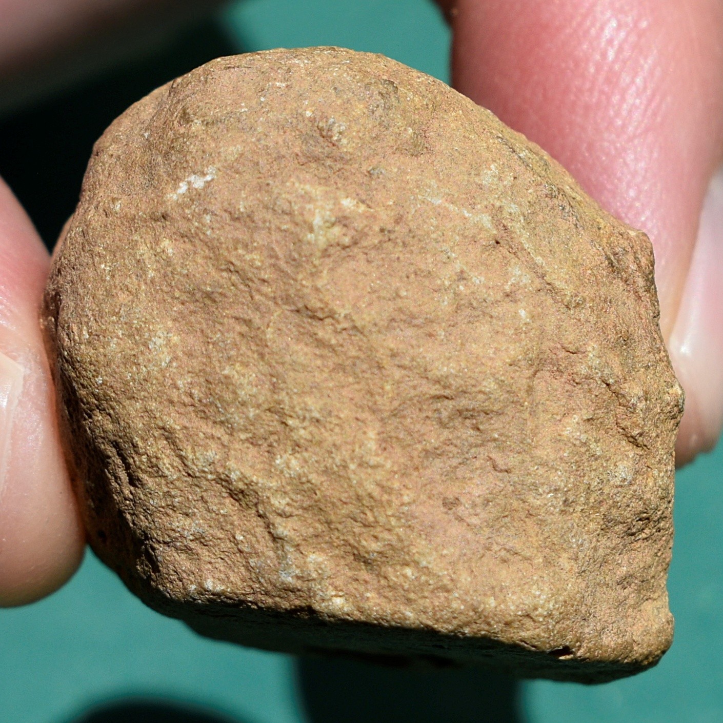 Crinoid, Myelodactylus sp.: Bolivia devonian crinoid fossil