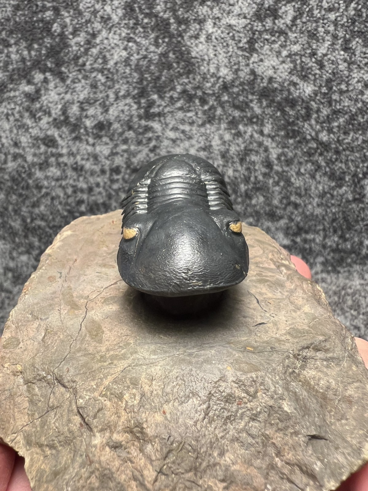 Paralejurus Trilobite Fossil – Flying Preparation with Rare Yellow Eyes
