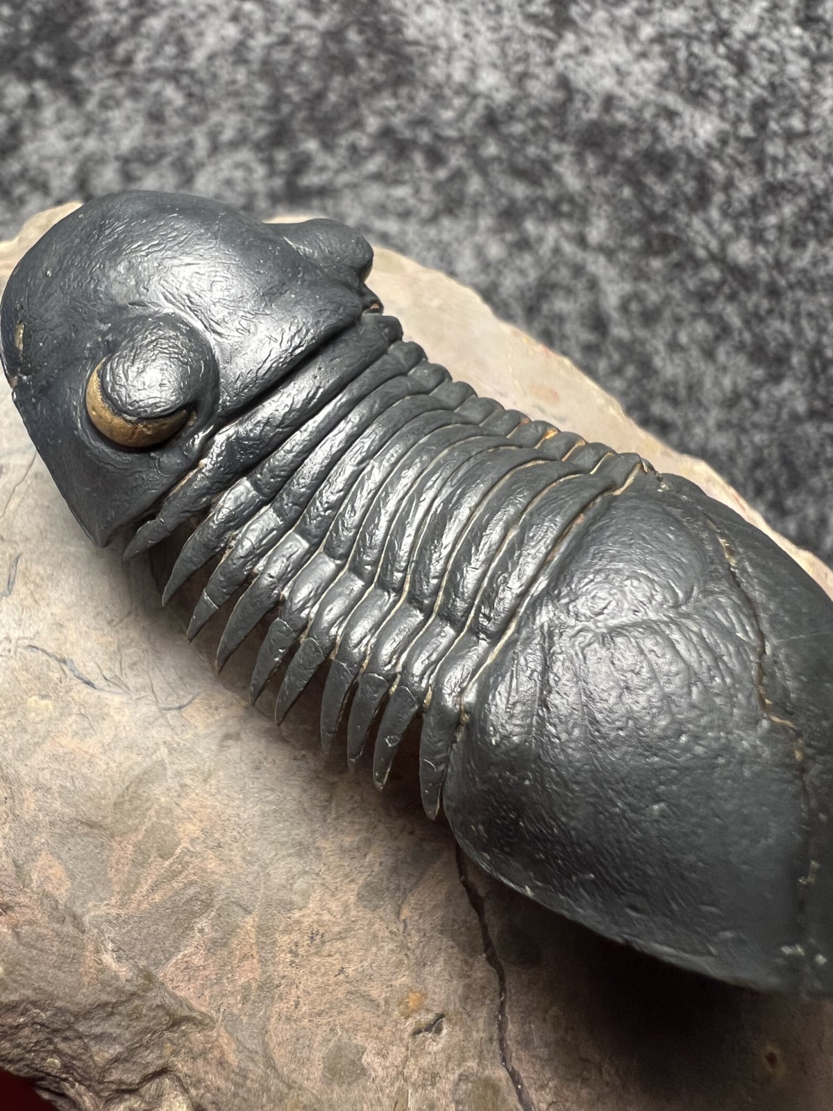 Paralejurus Trilobite Fossil – Flying Preparation with Rare Yellow Eyes