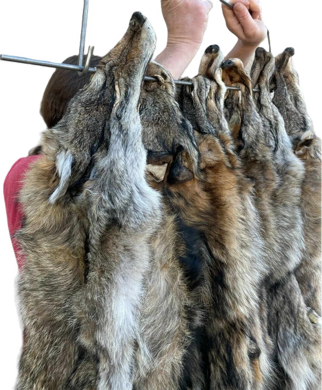 Eastern Coyote Pelt (LG-1X)