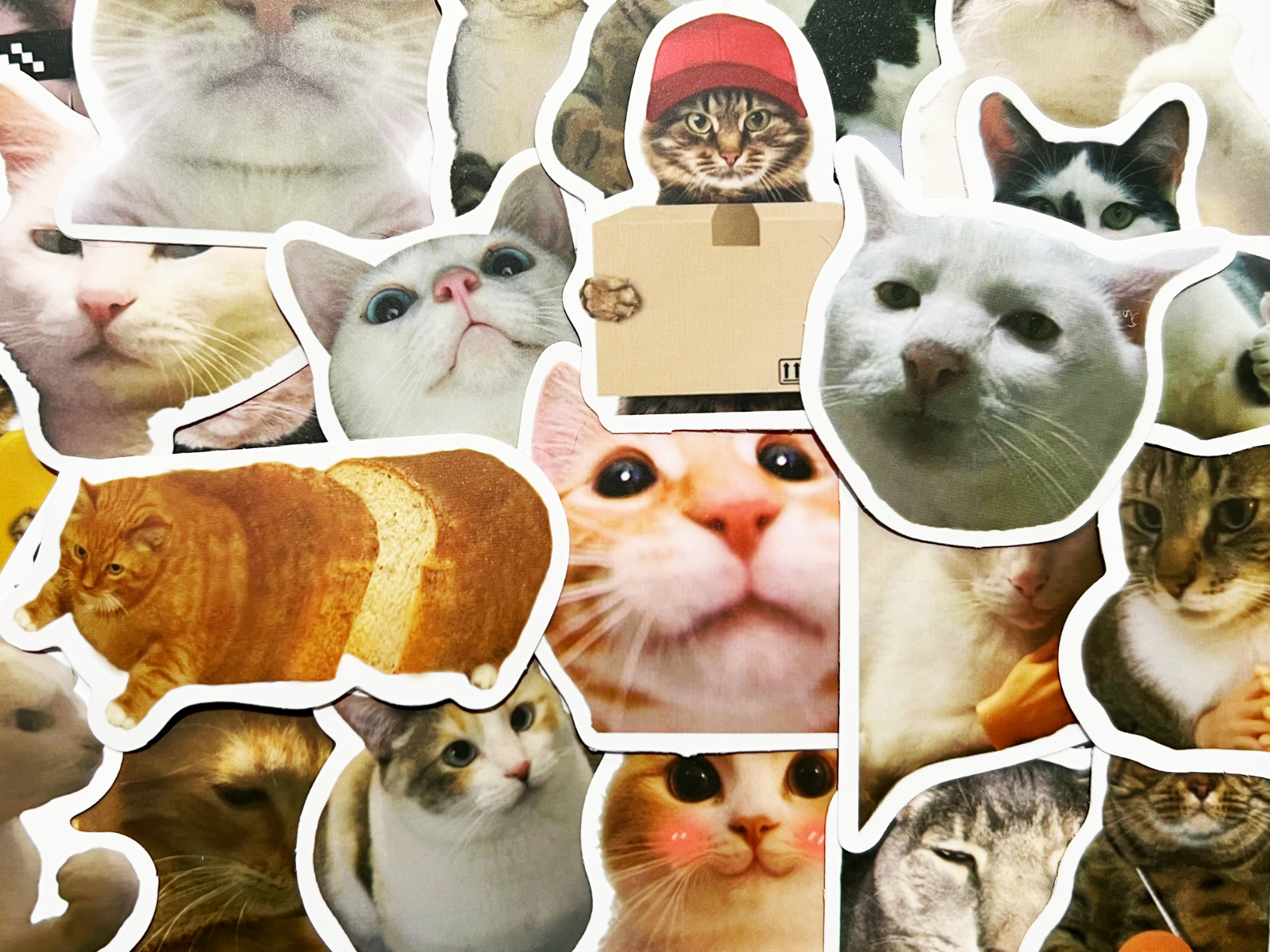 10-50 Cat Meme Stickers Kitty Faces Cute Cats Decals Laptop Phone Water Bottle
