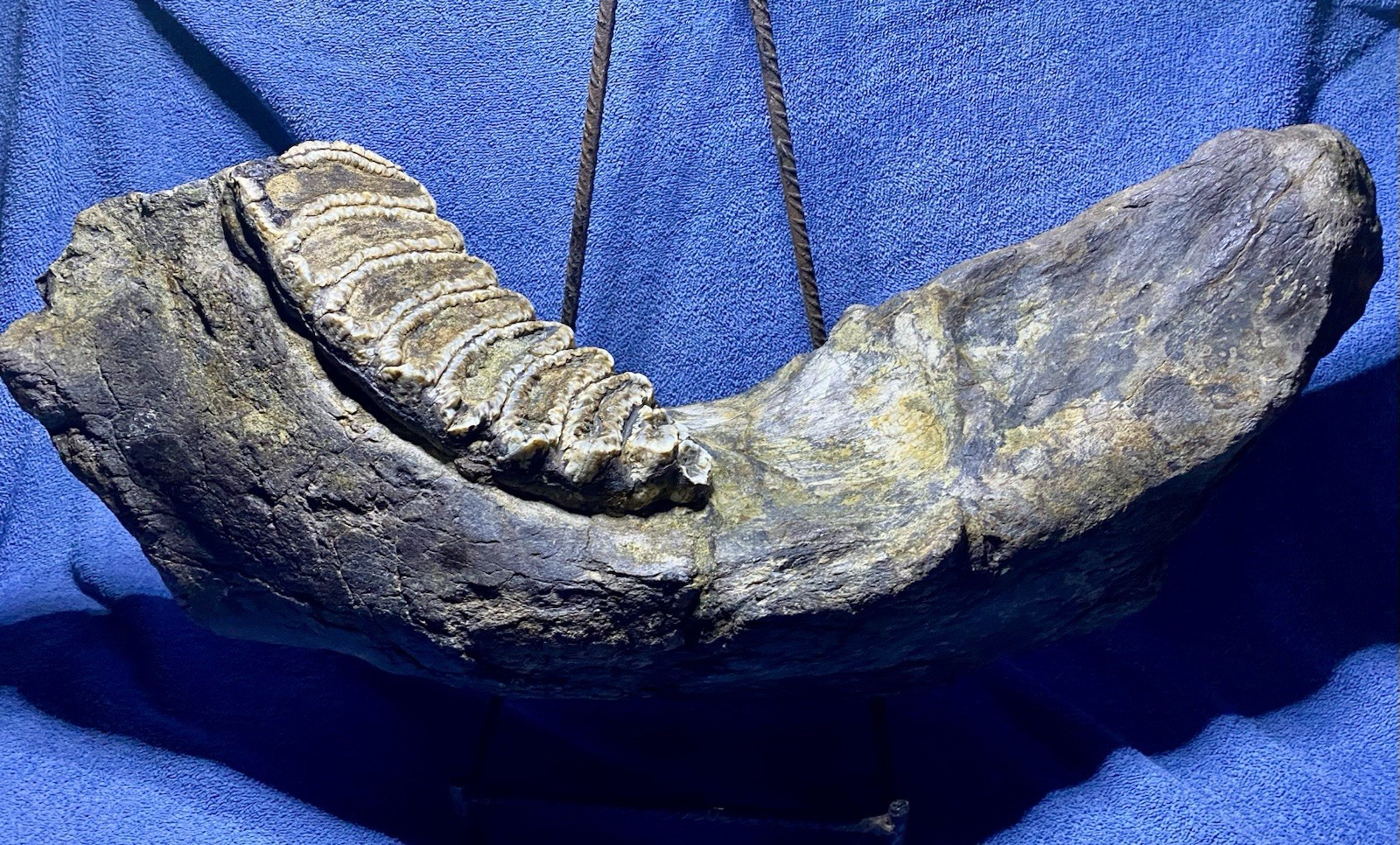 Stegodon Jaw Fossil, Lower Jaw, Indonesia Ice Age